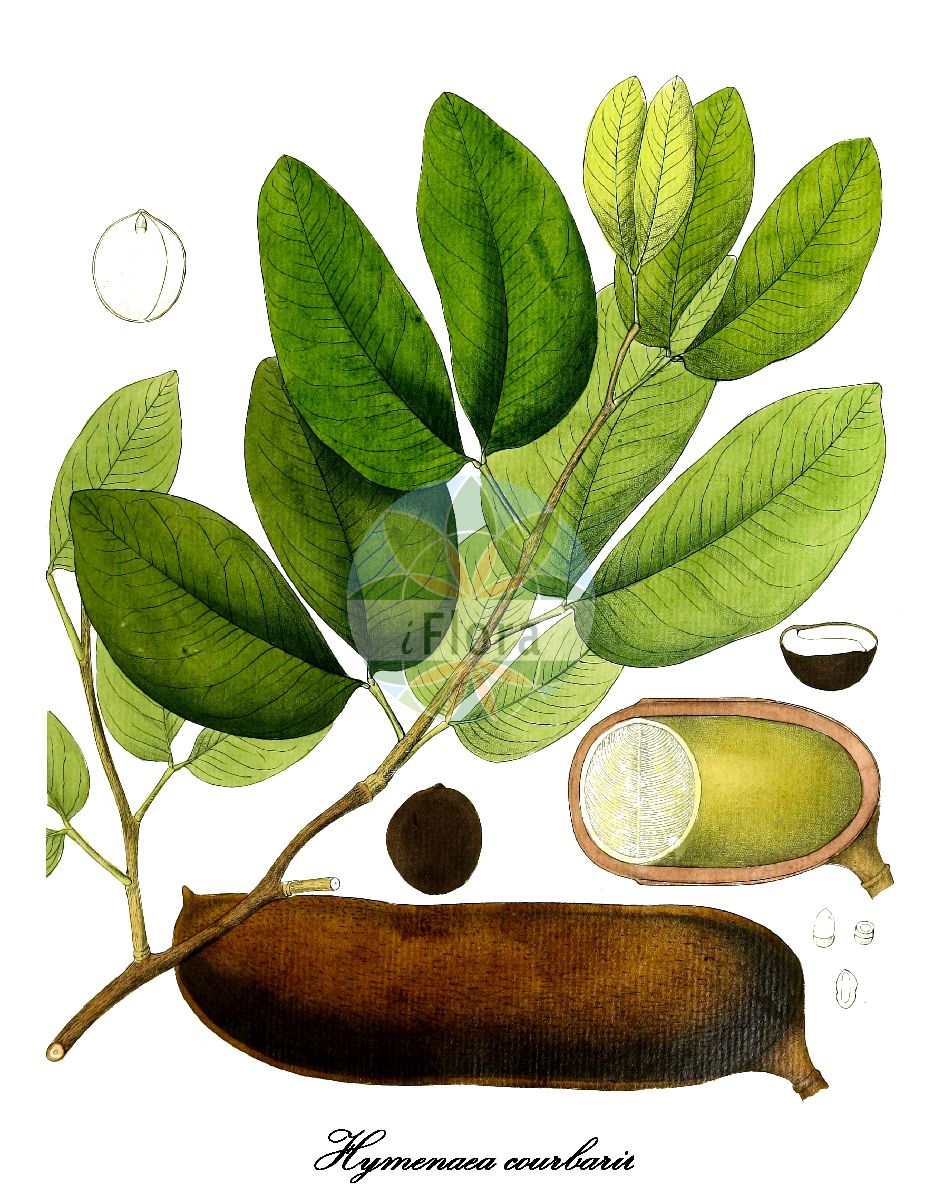 Historische Abbildung von Hymenaea courbaril. Das Bild zeigt Blatt, Bluete, Frucht und Same. ---- Historical Drawing of Hymenaea courbaril. The image is showing leaf, flower, fruit and seed.(Hymenaea courbaril,Hymenaea,Fabaceae,Schmetterlingsblütengewächse,Pea family,Blatt,Bluete,Frucht,Same,leaf,flower,fruit,seed,Hayne (1805-1856))