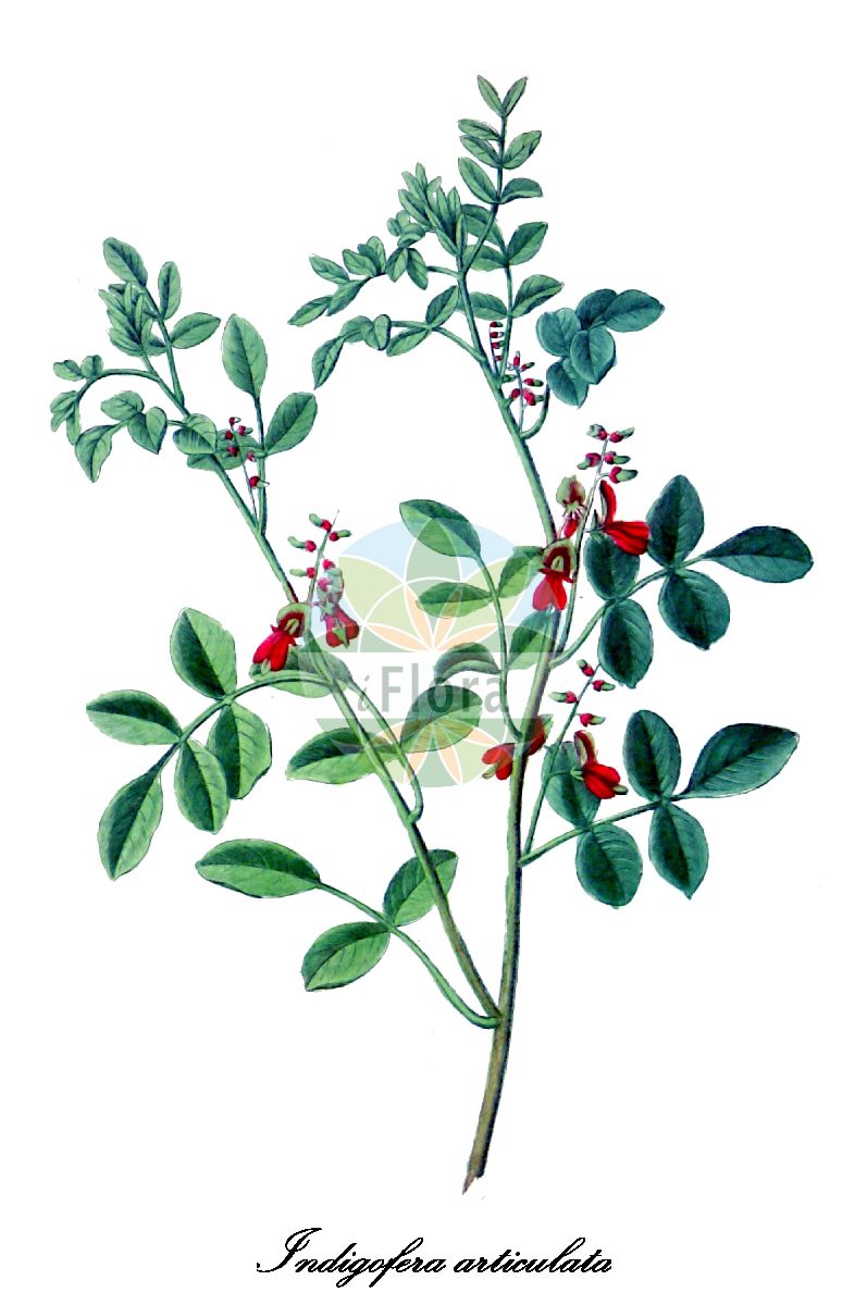 Historische Abbildung von Indigofera articulata. Das Bild zeigt Blatt, Bluete, Frucht und Same. ---- Historical Drawing of Indigofera articulata. The image is showing leaf, flower, fruit and seed.(Indigofera articulata,Indigofera,Indigo,Fabaceae,Schmetterlingsblütengewächse,Pea family,Blatt,Bluete,Frucht,Same,leaf,flower,fruit,seed,Spach (1834-1847))