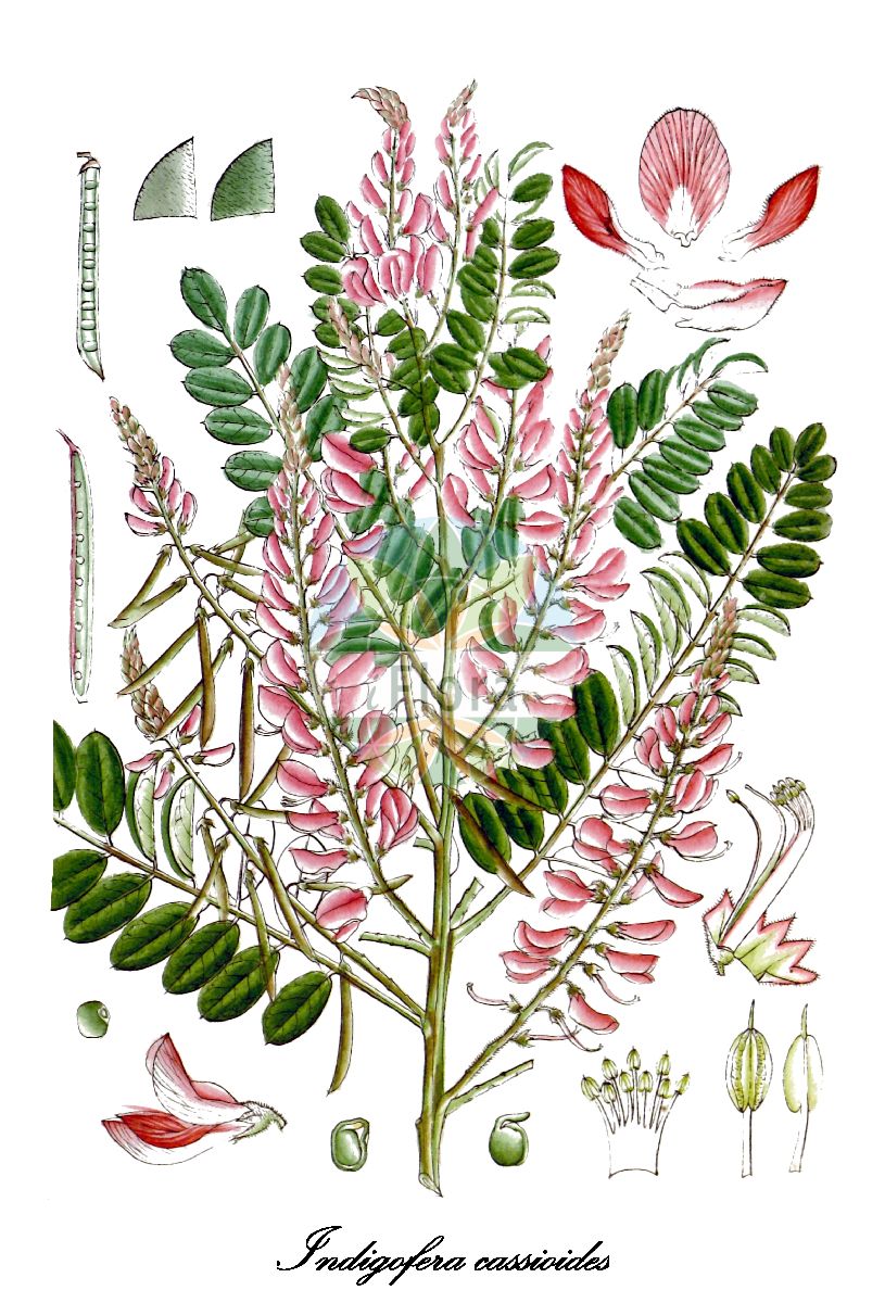 Historische Abbildung von Indigofera cassioides. Das Bild zeigt Blatt, Bluete, Frucht und Same. ---- Historical Drawing of Indigofera cassioides. The image is showing leaf, flower, fruit and seed.(Indigofera cassioides,Indigofera,Indigo,Fabaceae,Schmetterlingsblütengewächse,Pea family,Blatt,Bluete,Frucht,Same,leaf,flower,fruit,seed,Wight (1846-1851))