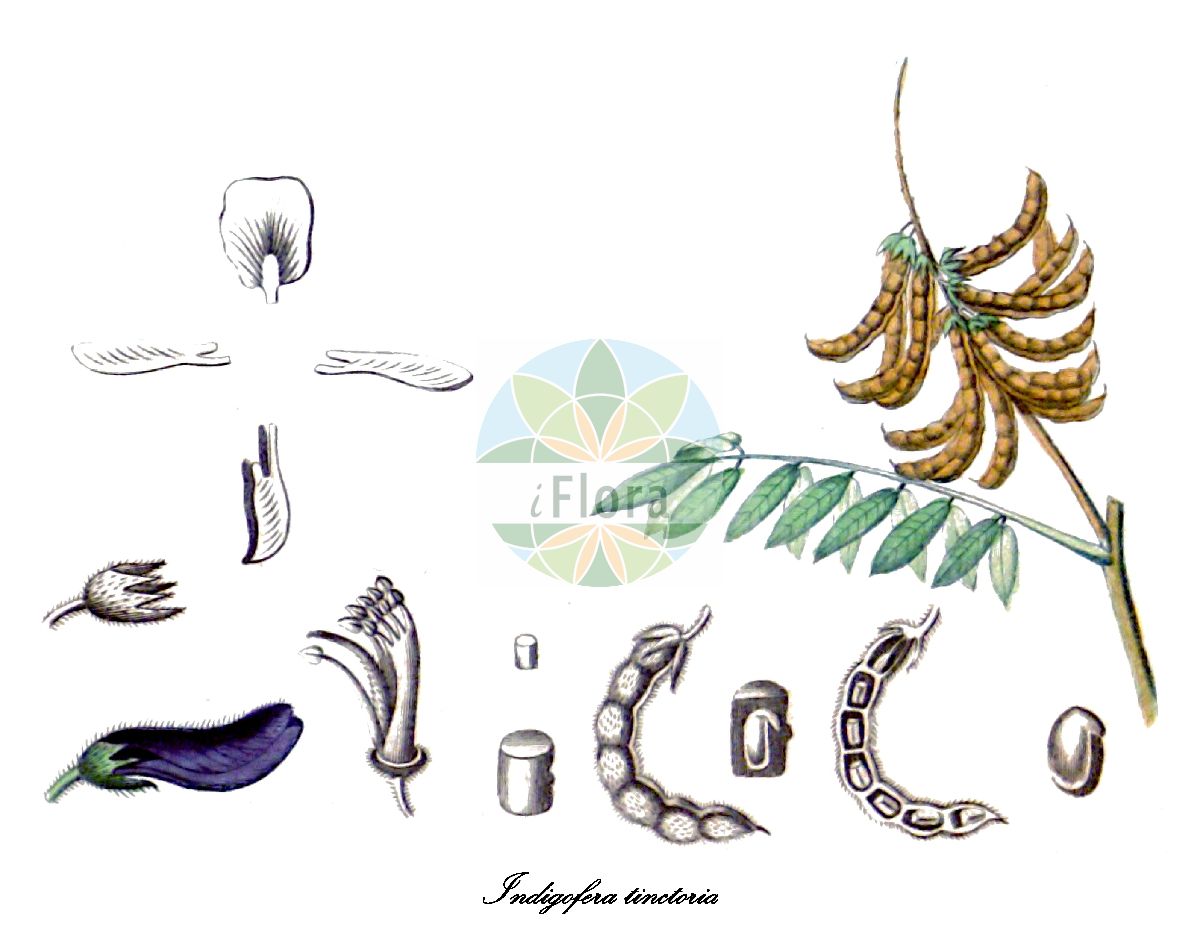 Historische Abbildung von Indigofera tinctoria (Färber-Indigo). Das Bild zeigt Blatt, Bluete, Frucht und Same. ---- Historical Drawing of Indigofera tinctoria (Färber-Indigo). The image is showing leaf, flower, fruit and seed.(Indigofera tinctoria,Färber-Indigo,Indigofera bergii,Indigofera cinerascens,Indigofera houer,Indigofera indica,Indigofera oligophylla,Indigofera orthocarpa,Indigofera sumatrana,Indigofera tulearensis,Indigofera,Indigo,Fabaceae,Schmetterlingsblütengewächse,Pea family,Blatt,Bluete,Frucht,Same,leaf,flower,fruit,seed,Spach (1834-1847))