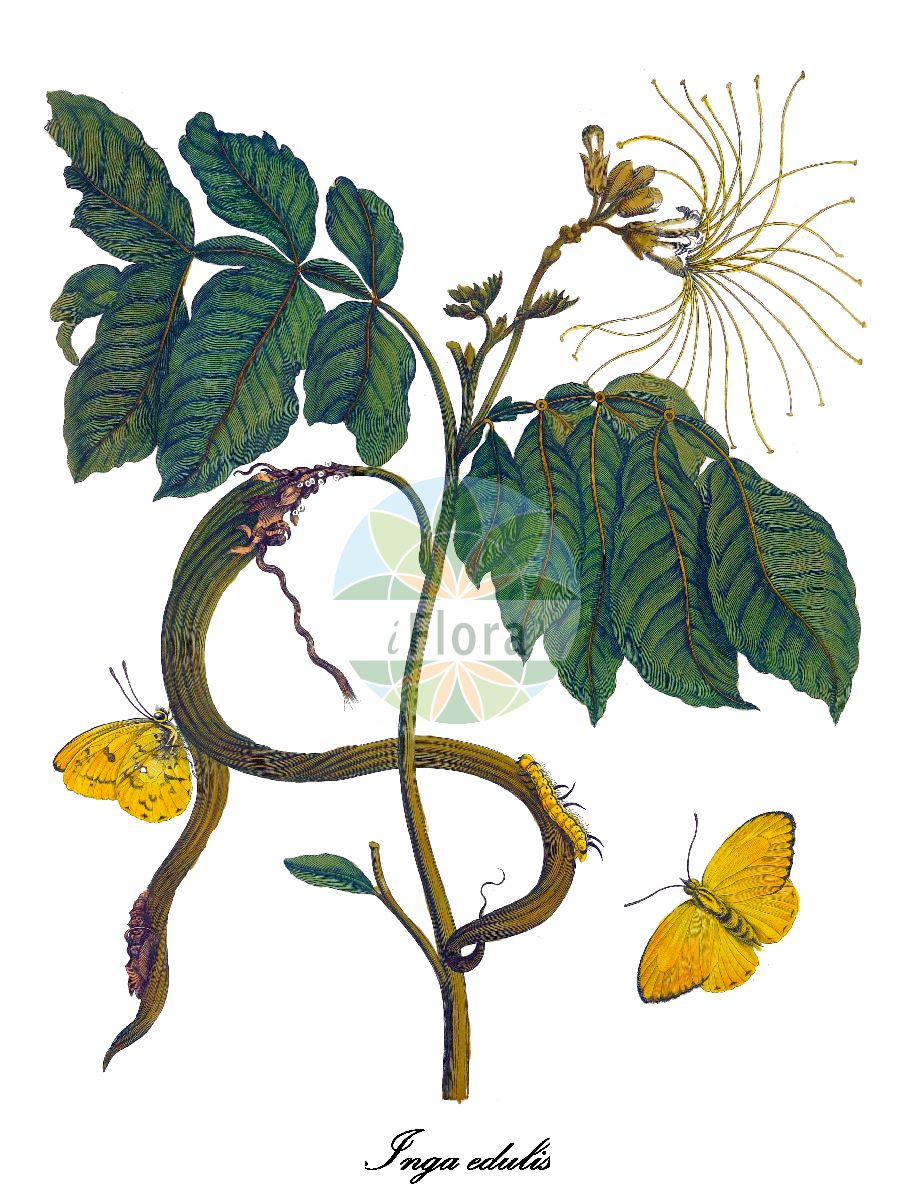 Historische Abbildung von Inga edulis. Das Bild zeigt Blatt, Bluete, Frucht und Same. ---- Historical Drawing of Inga edulis. The image is showing leaf, flower, fruit and seed.(Inga edulis,Inga,Fabaceae,Schmetterlingsblütengewächse,Pea family,Blatt,Bluete,Frucht,Same,leaf,flower,fruit,seed,Merian (1714))