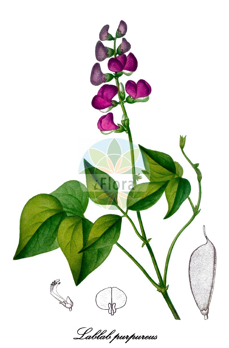Historische Abbildung von Lablab purpureus (Faselbohne). Das Bild zeigt Blatt, Bluete, Frucht und Same. ---- Historical Drawing of Lablab purpureus (Faselbohne). The image is showing leaf, flower, fruit and seed.(Lablab purpureus,Faselbohne,Lablab,Faselbohne,Fabaceae,Schmetterlingsblütengewächse,Pea family,Blatt,Bluete,Frucht,Same,leaf,flower,fruit,seed,de Saint-Hilaire (1828-1833))