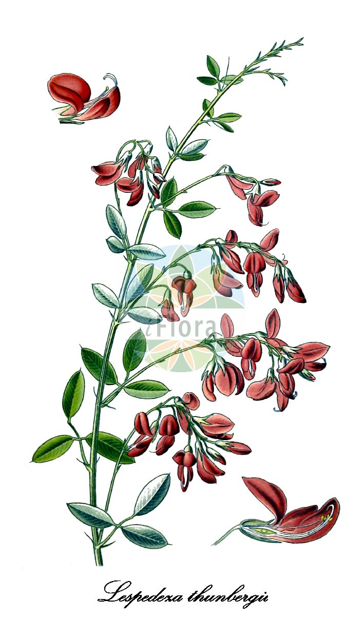 Historische Abbildung von Lespedeza thunbergii. Das Bild zeigt Blatt, Bluete, Frucht und Same. ---- Historical Drawing of Lespedeza thunbergii. The image is showing leaf, flower, fruit and seed.(Lespedeza thunbergii,Desmodium formosum,Desmodium thunbergii,Hedysarum hetrocarpon,Lespedeza chekiangensis,Lespedeza elliptica,Lespedeza formosa,Lespedeza luchuensis,Lespedeza penduliflora,Lespedeza sieboldi,Lespedeza viatorum,Desmodium tomentosum,Hedysarum tomentosum,Hedysarum villosum,Lespedeza hirta,Lespedeza macrophylla,Lespedeza villosa,Lespedeza,Fabaceae,Schmetterlingsblütengewächse,Pea family,Blatt,Bluete,Frucht,Same,leaf,flower,fruit,seed,Mouillefert (1892-1898))