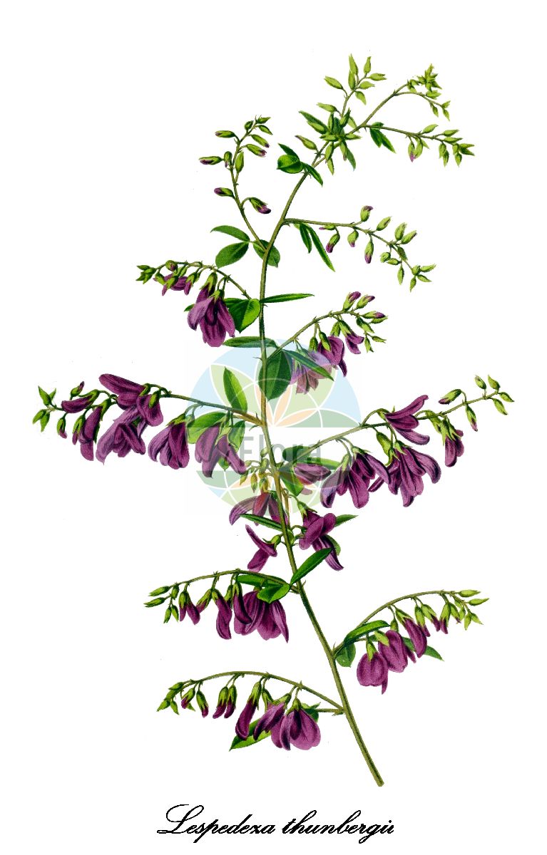 Historische Abbildung von Lespedeza thunbergii. Das Bild zeigt Blatt, Bluete, Frucht und Same. ---- Historical Drawing of Lespedeza thunbergii. The image is showing leaf, flower, fruit and seed.(Lespedeza thunbergii,Desmodium formosum,Desmodium thunbergii,Hedysarum hetrocarpon,Lespedeza chekiangensis,Lespedeza elliptica,Lespedeza formosa,Lespedeza luchuensis,Lespedeza penduliflora,Lespedeza sieboldi,Lespedeza viatorum,Desmodium tomentosum,Hedysarum tomentosum,Hedysarum villosum,Lespedeza hirta,Lespedeza macrophylla,Lespedeza villosa,Lespedeza,Fabaceae,Schmetterlingsblütengewächse,Pea family,Blatt,Bluete,Frucht,Same,leaf,flower,fruit,seed,Revue horticole (1873))