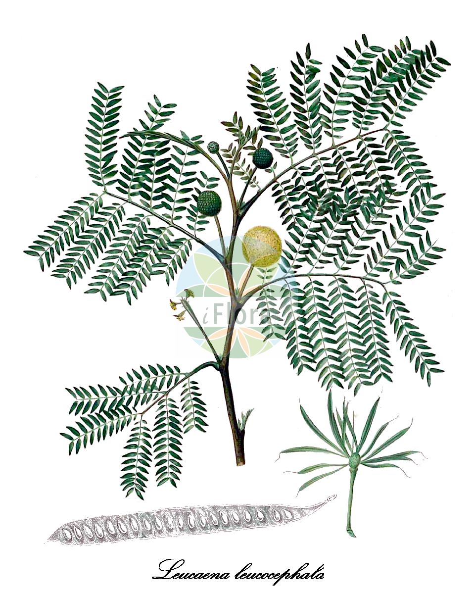 Historische Abbildung von Leucaena leucocephala. Das Bild zeigt Blatt, Bluete, Frucht und Same. ---- Historical Drawing of Leucaena leucocephala. The image is showing leaf, flower, fruit and seed.(Leucaena leucocephala,Acacia frondosa,Acacia glauca,Acacia leucocephala,Leucaena glauca,Mimosa leucocephala,Leucaena,Fabaceae,Schmetterlingsblütengewächse,Pea family,Blatt,Bluete,Frucht,Same,leaf,flower,fruit,seed,Blanco (1875))