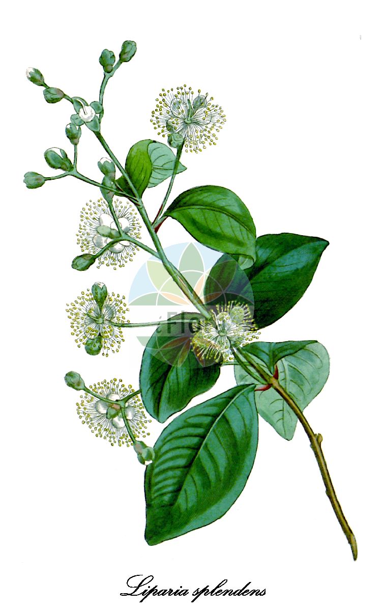 Historische Abbildung von Liparia splendens. Das Bild zeigt Blatt, Bluete, Frucht und Same. ---- Historical Drawing of Liparia splendens. The image is showing leaf, flower, fruit and seed.(Liparia splendens,Liparia,Fabaceae,Schmetterlingsblütengewächse,Pea family,Blatt,Bluete,Frucht,Same,leaf,flower,fruit,seed,Curtis Botanical Magazine (1810))