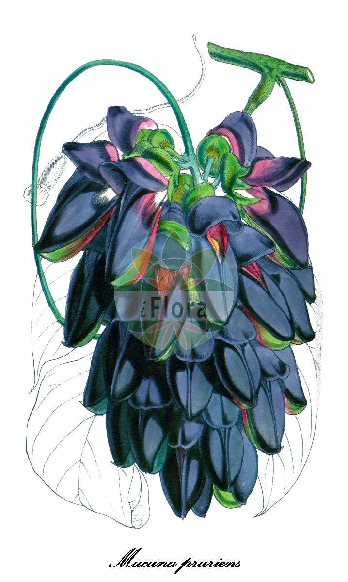 Historische Abbildung von Mucuna pruriens. Das Bild zeigt Blatt, Bluete, Frucht und Same. ---- Historical Drawing of Mucuna pruriens. The image is showing leaf, flower, fruit and seed.(Mucuna pruriens,Mucuna,Brennhülse,Fabaceae,Schmetterlingsblütengewächse,Pea family,Blatt,Bluete,Frucht,Same,leaf,flower,fruit,seed,Curtis Botanical Magazine (1856))