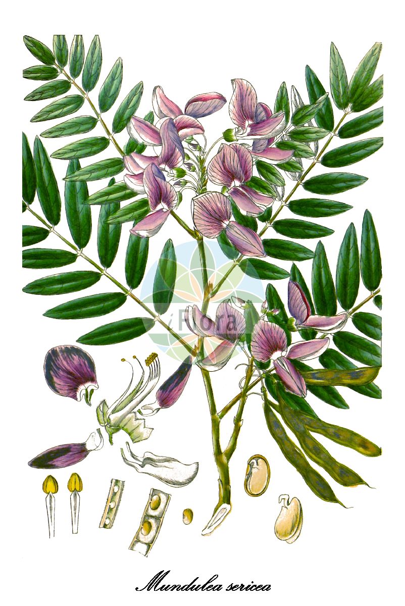 Historische Abbildung von Mundulea sericea. Das Bild zeigt Blatt, Bluete, Frucht und Same. ---- Historical Drawing of Mundulea sericea. The image is showing leaf, flower, fruit and seed.(Mundulea sericea,Mundulea,Fabaceae,Schmetterlingsblütengewächse,Pea family,Blatt,Bluete,Frucht,Same,leaf,flower,fruit,seed,Wight (1840-1850))
