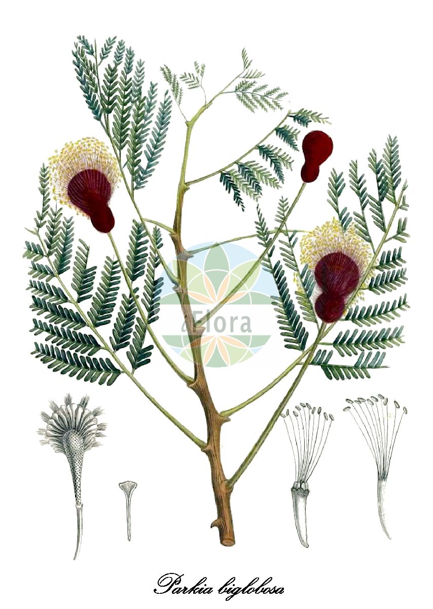 Historische Abbildung von Parkia biglobosa. Das Bild zeigt Blatt, Bluete, Frucht und Same. ---- Historical Drawing of Parkia biglobosa. The image is showing leaf, flower, fruit and seed.(Parkia biglobosa,Parkia,Fabaceae,Schmetterlingsblütengewächse,Pea family,Blatt,Bluete,Frucht,Same,leaf,flower,fruit,seed,Palisot de Beauvois (1804-1807))