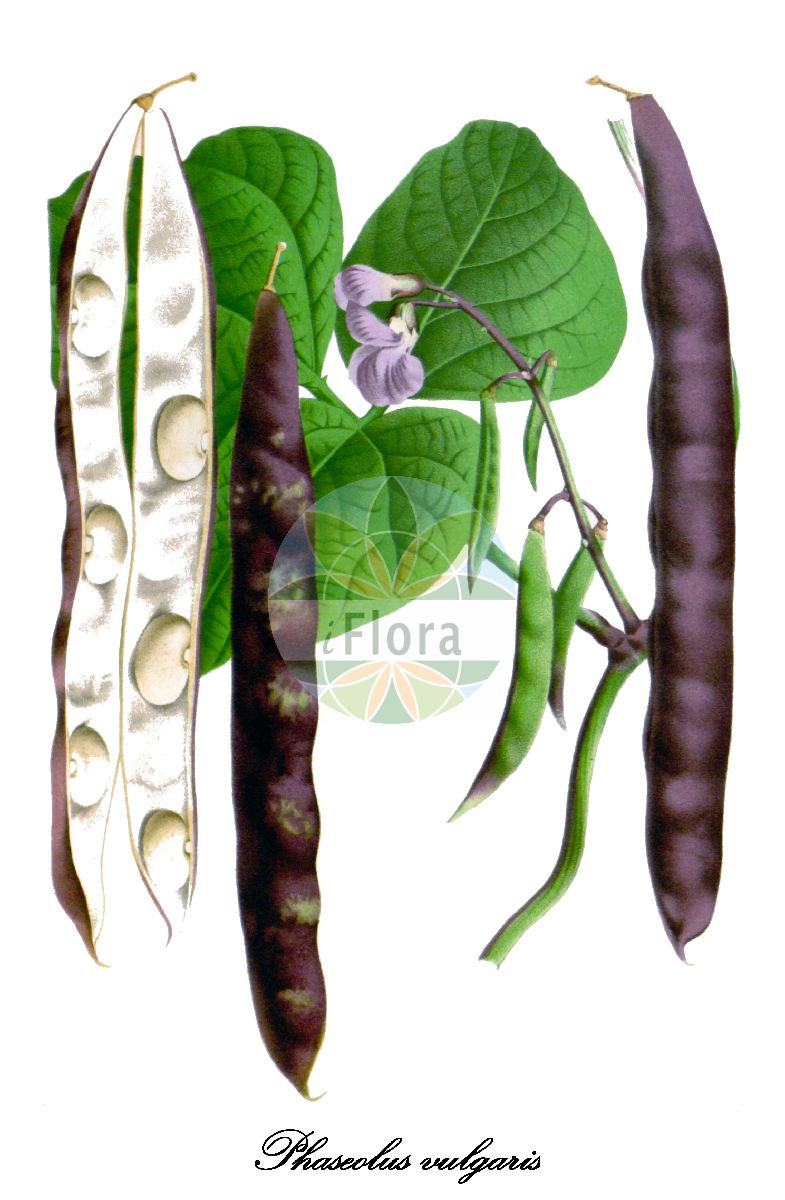 Historische Abbildung von Phaseolus vulgaris (Buschbohne - French Bean). Das Bild zeigt Blatt, Bluete, Frucht und Same. ---- Historical Drawing of Phaseolus vulgaris (Buschbohne - French Bean). The image is showing leaf, flower, fruit and seed.(Phaseolus vulgaris,Buschbohne,French Bean,Phaseolus communis,Phaseolus compessus,Phaseolus esculentus,Phaseolus nanus,Gartenbohne,Garten-Bohne,Stangenbohne,Bush Bean,Climbing French Bean,Climbing Kidney Bean,Dry Bean,Field Bean,Flageolet Bean,Garden Bean,Green Bean,Haricot Bean,Kidney Bean,Pop Bean,Snap Bean,String Bean,Phaseolus,Gartenbohne,Bean,Fabaceae,Schmetterlingsblütengewächse,Pea family,Blatt,Bluete,Frucht,Same,leaf,flower,fruit,seed,Flore des serres et des jardin de l’Europe (1845-1880))