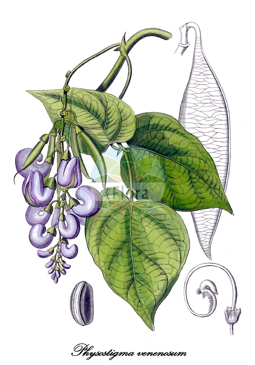 Historische Abbildung von Physostigma venenosum (Calabrabohne). Das Bild zeigt Blatt, Bluete, Frucht und Same. ---- Historical Drawing of Physostigma venenosum (Calabrabohne). The image is showing leaf, flower, fruit and seed.(Physostigma venenosum,Calabrabohne,Physostigma,Calabrabohne,Fabaceae,Schmetterlingsblütengewächse,Pea family,Blatt,Bluete,Frucht,Same,leaf,flower,fruit,seed,Kohl (1891-1895))