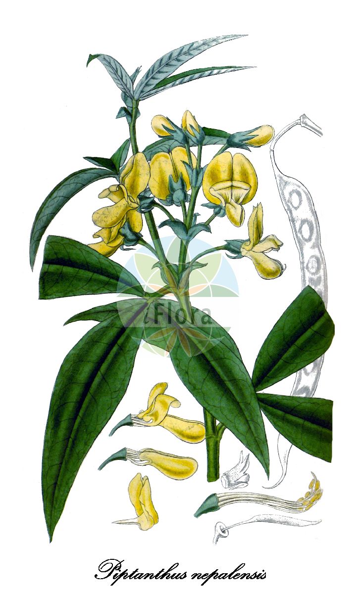 Historische Abbildung von Piptanthus nepalensis. Das Bild zeigt Blatt, Bluete, Frucht und Same. ---- Historical Drawing of Piptanthus nepalensis. The image is showing leaf, flower, fruit and seed.(Piptanthus nepalensis,Baptisia nepalensis,Piptanthus laburnifolius,Piptanthus leiocarpus,Thermopsis laburnifolia,Thermopsis nepaulensis,Piptanthus,Nepalgoldregen,Fabaceae,Schmetterlingsblütengewächse,Pea family,Blatt,Bluete,Frucht,Same,leaf,flower,fruit,seed,Hooker (1823-1827))