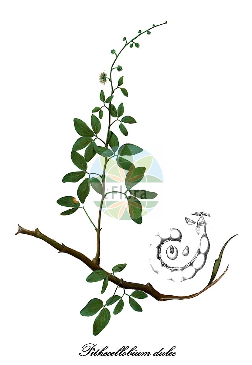 Historische Abbildung von Pithecellobium dulce. Das Bild zeigt Blatt, Bluete, Frucht und Same. ---- Historical Drawing of Pithecellobium dulce. The image is showing leaf, flower, fruit and seed.(Pithecellobium dulce,Acacia obliquifolia,Albizia dulcis,Feuilleea dulcis,Inga camatchili,Inga dulcis,Inga javana,Inga javanica,Inga leucantha,Inga pungens,Mimosa dulcis,Mimosa edulis,Mimosa pungens,Mimosa unguis-cati,Pithecellobium littorale,Pithecellobium,Fabaceae,Schmetterlingsblütengewächse,Pea family,Blatt,Bluete,Frucht,Same,leaf,flower,fruit,seed,Blanco (1875))