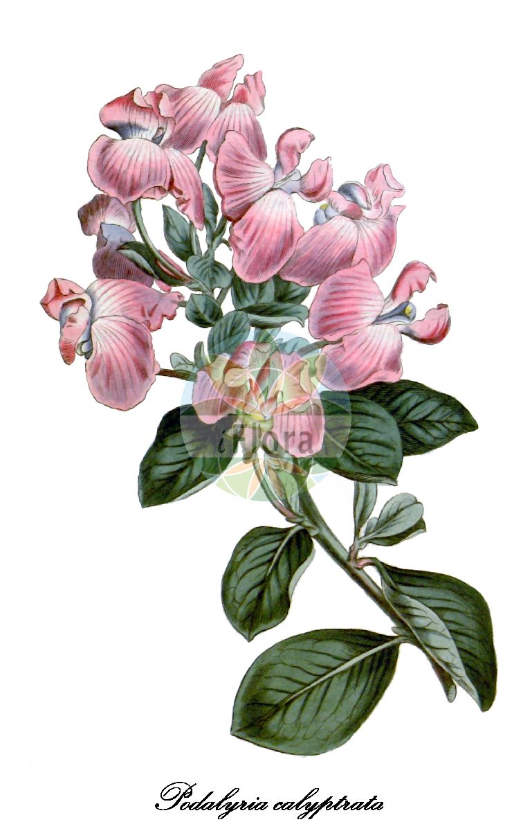 Historische Abbildung von Podalyria calyptrata (Wickenstrauch). Das Bild zeigt Blatt, Bluete, Frucht und Same. ---- Historical Drawing of Podalyria calyptrata (Wickenstrauch). The image is showing leaf, flower, fruit and seed.(Podalyria calyptrata,Wickenstrauch,Podalyria,Fabaceae,Schmetterlingsblütengewächse,Pea family,Blatt,Bluete,Frucht,Same,leaf,flower,fruit,seed,Curtis Botanical Magazine (1813))