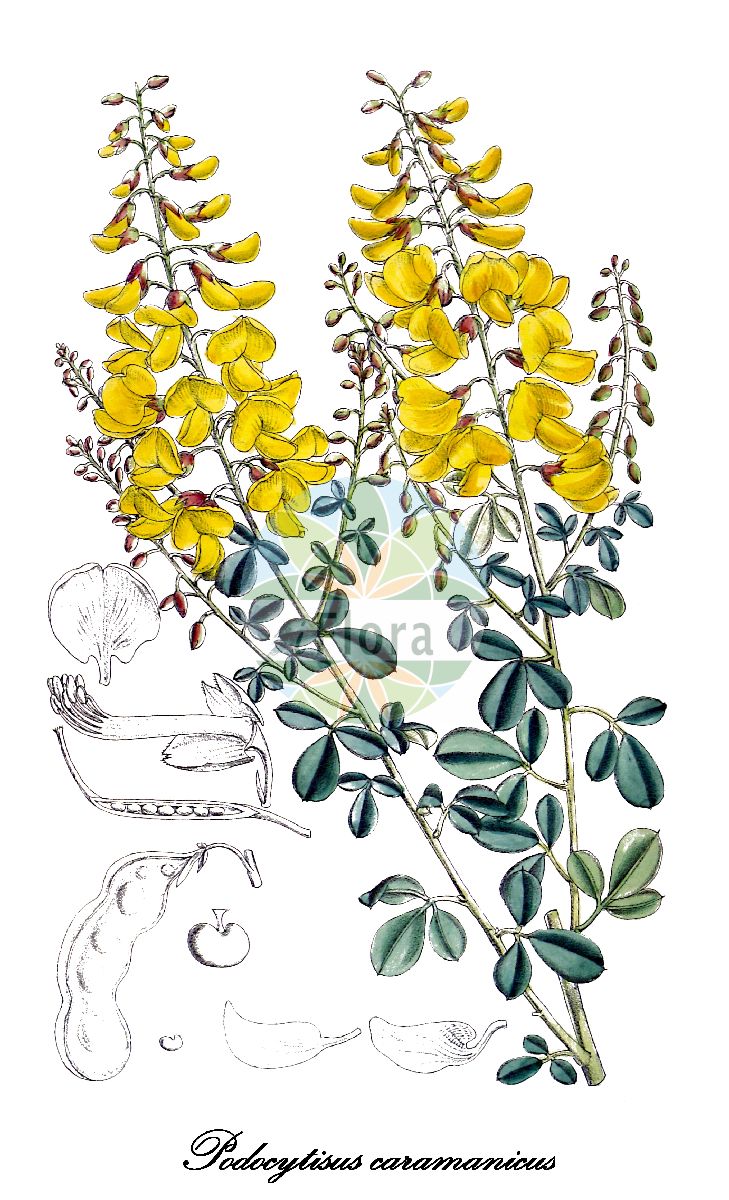 Historische Abbildung von Podocytisus caramanicus. Das Bild zeigt Blatt, Bluete, Frucht und Same. ---- Historical Drawing of Podocytisus caramanicus. The image is showing leaf, flower, fruit and seed.(Podocytisus caramanicus,Cytisus caramanicus,Laburnum caramanicum,Podocytisus,Fabaceae,Schmetterlingsblütengewächse,Pea family,Blatt,Bluete,Frucht,Same,leaf,flower,fruit,seed,Curtis Botanical Magazine (1903))
