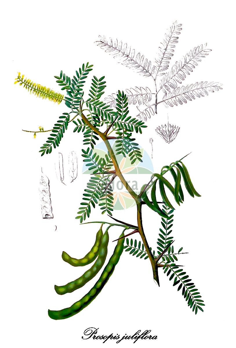 Historische Abbildung von Prosopis juliflora (Algarroba-Baum). Das Bild zeigt Blatt, Bluete, Frucht und Same. ---- Historical Drawing of Prosopis juliflora (Algarroba-Baum). The image is showing leaf, flower, fruit and seed.(Prosopis juliflora,Algarroba-Baum,Mesquite-Baum,Schraubenbohne,Prosopis,Fabaceae,Schmetterlingsblütengewächse,Pea family,Blatt,Bluete,Frucht,Same,leaf,flower,fruit,seed,Blanco (1875))