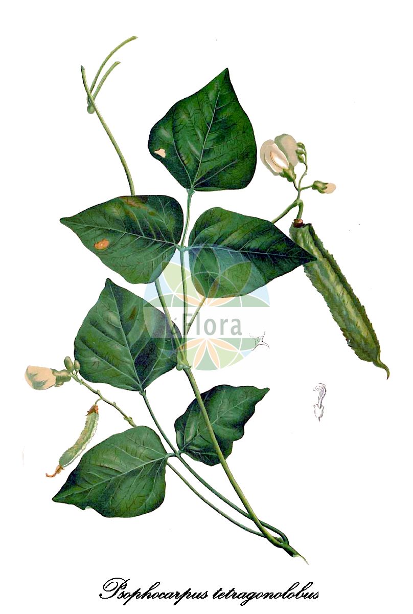 Historische Abbildung von Psophocarpus tetragonolobus. Das Bild zeigt Blatt, Bluete, Frucht und Same. ---- Historical Drawing of Psophocarpus tetragonolobus. The image is showing leaf, flower, fruit and seed.(Psophocarpus tetragonolobus,Botor tetragonolobus,Dolichos ovatus,Dolichos tetragonolobus,Psophocarpus,Fabaceae,Schmetterlingsblütengewächse,Pea family,Blatt,Bluete,Frucht,Same,leaf,flower,fruit,seed,Blanco (1875))