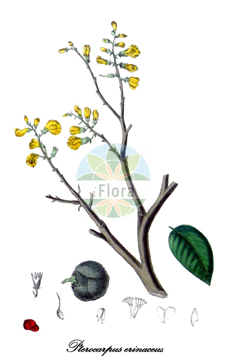 Historische Abbildung von Pterocarpus erinaceus. Das Bild zeigt Blatt, Bluete, Frucht und Same. ---- Historical Drawing of Pterocarpus erinaceus. The image is showing leaf, flower, fruit and seed.(Pterocarpus erinaceus,Pterocarpus,Fabaceae,Schmetterlingsblütengewächse,Pea family,Blatt,Bluete,Frucht,Same,leaf,flower,fruit,seed,Woodville et al. (1832))