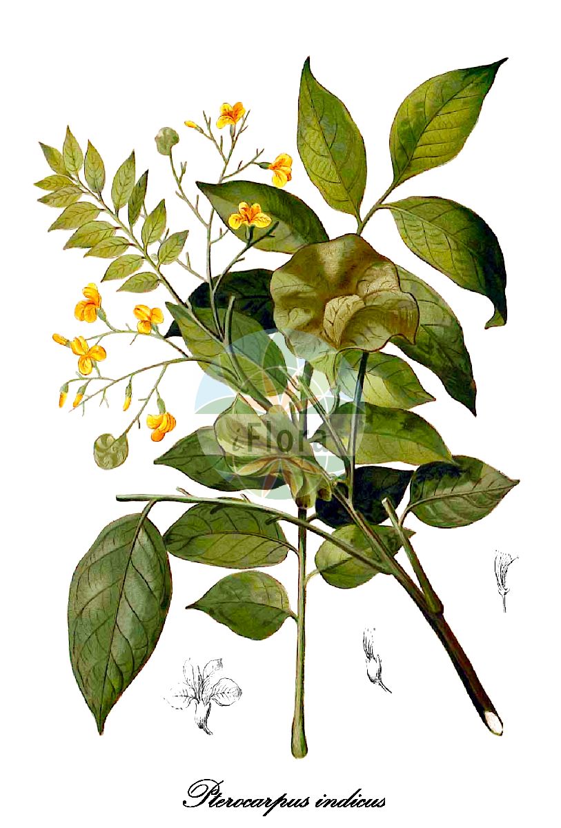 Historische Abbildung von Pterocarpus indicus (Narrabaum). Das Bild zeigt Blatt, Bluete, Frucht und Same. ---- Historical Drawing of Pterocarpus indicus (Narrabaum). The image is showing leaf, flower, fruit and seed.(Pterocarpus indicus,Narrabaum,Lingoum echinatum,Lingoum indicum,Lingoum rubrum,Lingoum saxatile,Pterocarpus blancoi,Pterocarpus carolinensis,Pterocarpus echinata,Pterocarpus klemmei,Pterocarpus obtusatus,Pterocarpus pallidus,Pterocarpus papuanus,Pterocarpus pubescens,Pterocarpus vidalianus,Pterocarpus wallichii,Pterocarpus zollingeri,Pterocarpus,Fabaceae,Schmetterlingsblütengewächse,Pea family,Blatt,Bluete,Frucht,Same,leaf,flower,fruit,seed,Blanco (1875))