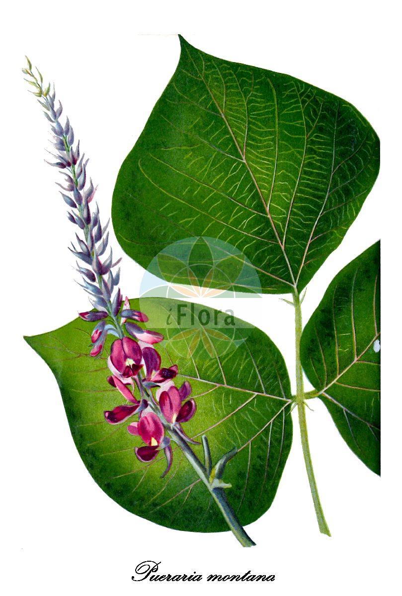 Historische Abbildung von Pueraria montana (Kudzu). Das Bild zeigt Blatt, Bluete, Frucht und Same. ---- Historical Drawing of Pueraria montana (Kudzu). The image is showing leaf, flower, fruit and seed.(Pueraria montana,Kudzu,Pueraria,Kudzu,Fabaceae,Schmetterlingsblütengewächse,Pea family,Blatt,Bluete,Frucht,Same,leaf,flower,fruit,seed,Gartenflora (1896))