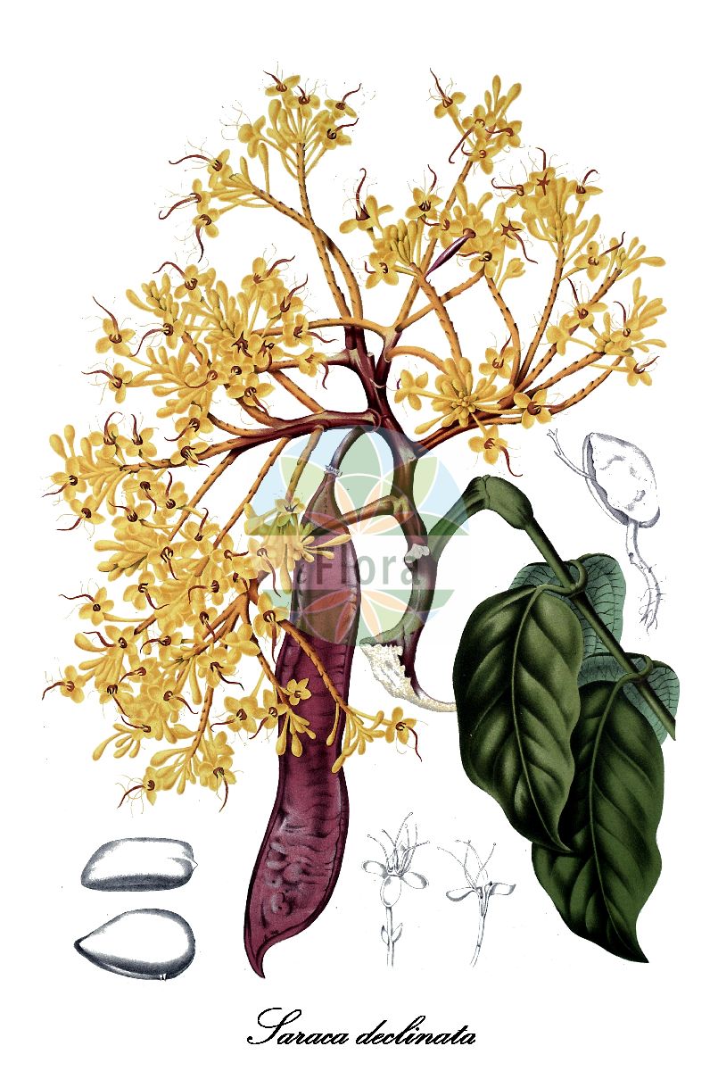 Historische Abbildung von Saraca declinata. Das Bild zeigt Blatt, Bluete, Frucht und Same. ---- Historical Drawing of Saraca declinata. The image is showing leaf, flower, fruit and seed.(Saraca declinata,Saraca,Fabaceae,Schmetterlingsblütengewächse,Pea family,Blatt,Bluete,Frucht,Same,leaf,flower,fruit,seed,van Nooten (1880))