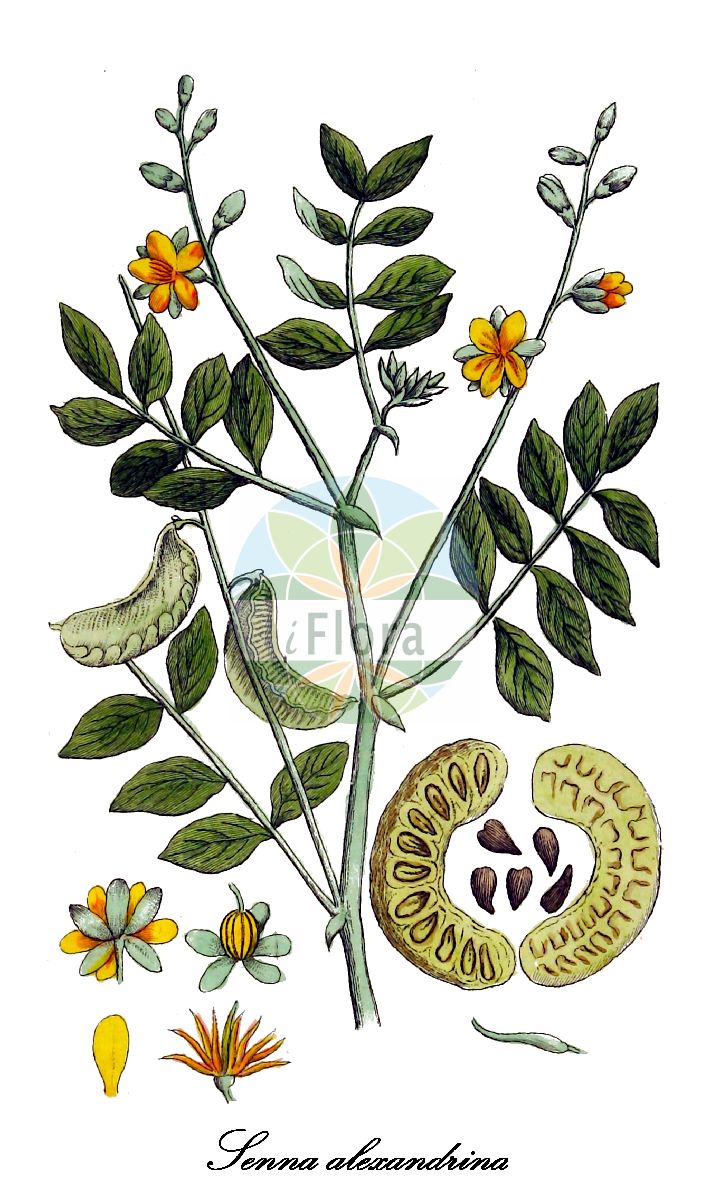 Historische Abbildung von Senna alexandrina (Senneskassie). Das Bild zeigt Blatt, Bluete, Frucht und Same. ---- Historical Drawing of Senna alexandrina (Senneskassie). The image is showing leaf, flower, fruit and seed.(Senna alexandrina,Senneskassie,Cassia acutifolia,Cassia alexandrina,Cassia angustifolia,Cassia senna,Senna acutifolia,Senna angustifolia,Gewuerzrinde,Senna,Gewürzrinde,Fabaceae,Schmetterlingsblütengewächse,Pea family,Blatt,Bluete,Frucht,Same,leaf,flower,fruit,seed,Oskamp et al. (1796-1800))