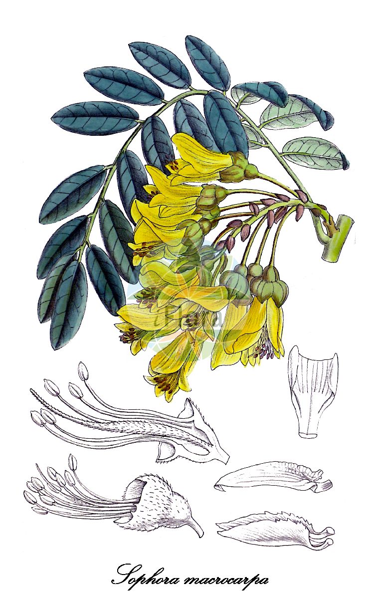 Historische Abbildung von Sophora macrocarpa. Das Bild zeigt Blatt, Bluete, Frucht und Same. ---- Historical Drawing of Sophora macrocarpa. The image is showing leaf, flower, fruit and seed.(Sophora macrocarpa,Sophora,Fabaceae,Schmetterlingsblütengewächse,Pea family,Blatt,Bluete,Frucht,Same,leaf,flower,fruit,seed,Curtis Botanical Magazine (1916))