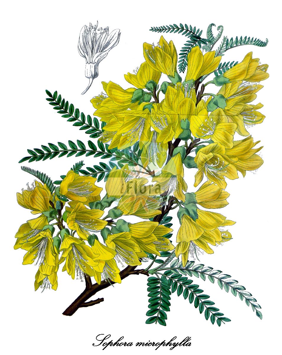 Historische Abbildung von Sophora microphylla. Das Bild zeigt Blatt, Bluete, Frucht und Same. ---- Historical Drawing of Sophora microphylla. The image is showing leaf, flower, fruit and seed.(Sophora microphylla,Sophora,Fabaceae,Schmetterlingsblütengewächse,Pea family,Blatt,Bluete,Frucht,Same,leaf,flower,fruit,seed,Fitch et al. (1880))