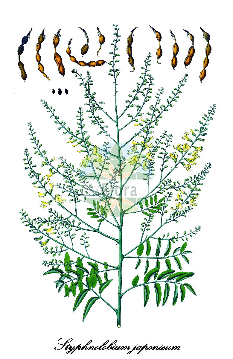 Historische Abbildung von Styphnolobium japonicum (Japanischer Perlschnurbaum). Das Bild zeigt Blatt, Bluete, Frucht und Same. ---- Historical Drawing of Styphnolobium japonicum (Japanischer Perlschnurbaum). The image is showing leaf, flower, fruit and seed.(Styphnolobium japonicum,Japanischer Perlschnurbaum,Sophora japonica,Sophora korolkowii,Sophora sinensis,Styphnolobium,Perlschnurbaum,Fabaceae,Schmetterlingsblütengewächse,Pea family,Blatt,Bluete,Frucht,Same,leaf,flower,fruit,seed,von Jacquin (1797-1804))