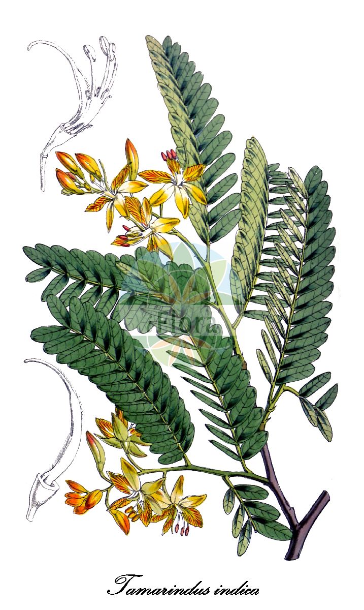 Historische Abbildung von Tamarindus indica (Tamarinde). Das Bild zeigt Blatt, Bluete, Frucht und Same. ---- Historical Drawing of Tamarindus indica (Tamarinde). The image is showing leaf, flower, fruit and seed.(Tamarindus indica,Tamarinde,Tamarindus occidentalis,Tamarindus officinalis,Tamarindus umbrosa,Tamarindus,Tamarinde,Fabaceae,Schmetterlingsblütengewächse,Pea family,Blatt,Bluete,Frucht,Same,leaf,flower,fruit,seed,Curtis Botanical Magazine (1851))