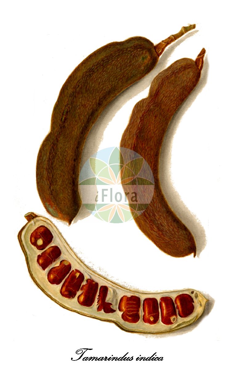 Historische Abbildung von Tamarindus indica (Tamarinde). Das Bild zeigt Blatt, Bluete, Frucht und Same. ---- Historical Drawing of Tamarindus indica (Tamarinde). The image is showing leaf, flower, fruit and seed.(Tamarindus indica,Tamarinde,Tamarindus occidentalis,Tamarindus officinalis,Tamarindus umbrosa,Tamarindus,Tamarinde,Fabaceae,Schmetterlingsblütengewächse,Pea family,Blatt,Bluete,Frucht,Same,leaf,flower,fruit,seed,USDA Pomological Watercolor Collection (1906))