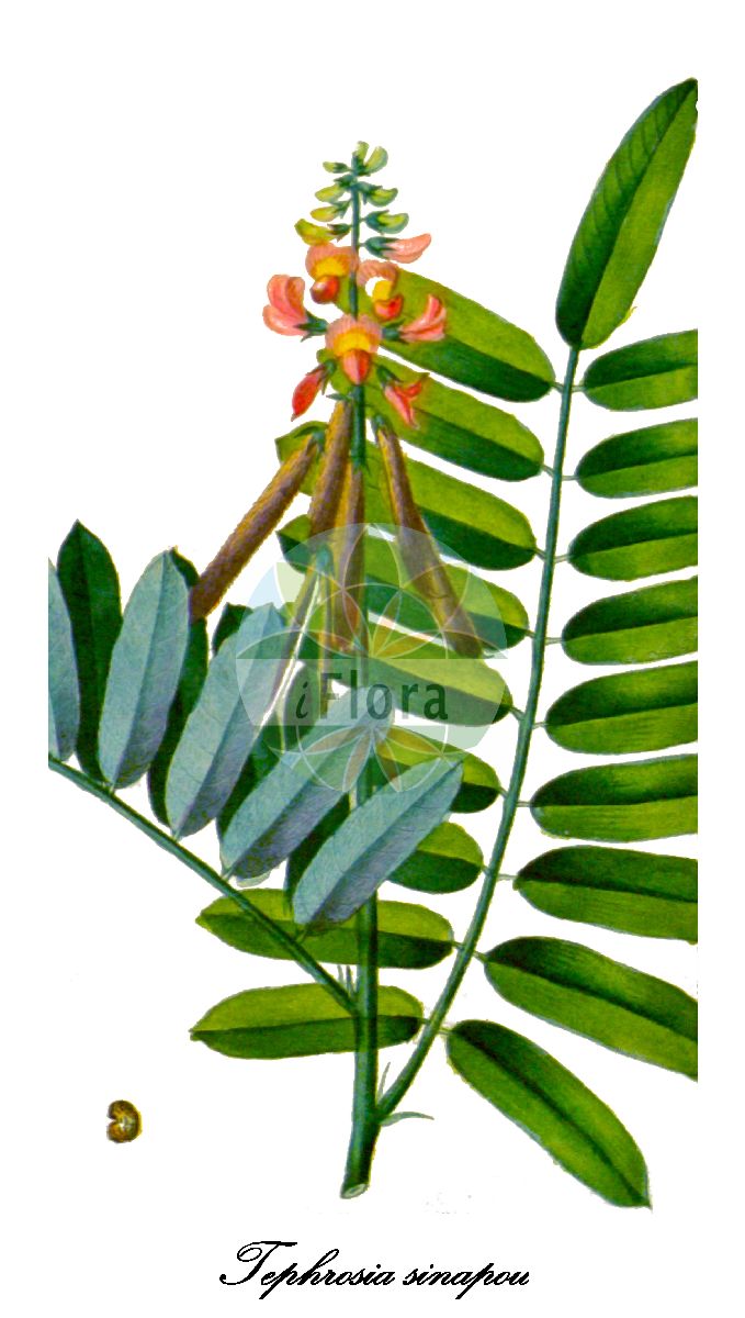 Historische Abbildung von Tephrosia sinapou. Das Bild zeigt Blatt, Bluete, Frucht und Same. ---- Historical Drawing of Tephrosia sinapou. The image is showing leaf, flower, fruit and seed.(Tephrosia sinapou,Tephrosia,Fabaceae,Schmetterlingsblütengewächse,Pea family,Blatt,Bluete,Frucht,Same,leaf,flower,fruit,seed,Descourtilz (1821-1829))