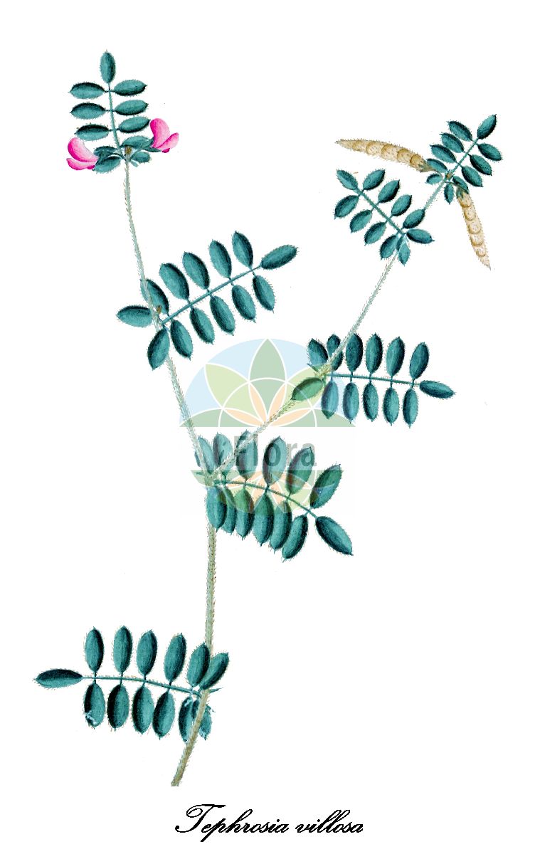 Historische Abbildung von Tephrosia villosa. Das Bild zeigt Blatt, Bluete, Frucht und Same. ---- Historical Drawing of Tephrosia villosa. The image is showing leaf, flower, fruit and seed.(Tephrosia villosa,Galega hirta,Galega incana,Galega villosa,Tephrosia hirta,Tephrosia incana,Tephrosia ehrenbergiana,Tephrosia,Fabaceae,Schmetterlingsblütengewächse,Pea family,Blatt,Bluete,Frucht,Same,leaf,flower,fruit,seed,Wendland (1789))