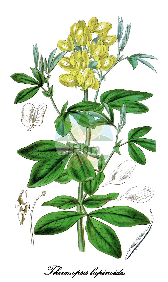 Historische Abbildung von Thermopsis lupinoides. Das Bild zeigt Blatt, Bluete, Frucht und Same. ---- Historical Drawing of Thermopsis lupinoides. The image is showing leaf, flower, fruit and seed.(Thermopsis lupinoides,Thermopsis,Fuchsbohne,Fabaceae,Schmetterlingsblütengewächse,Pea family,Blatt,Bluete,Frucht,Same,leaf,flower,fruit,seed,Curtis Botanical Magazine (1837))
