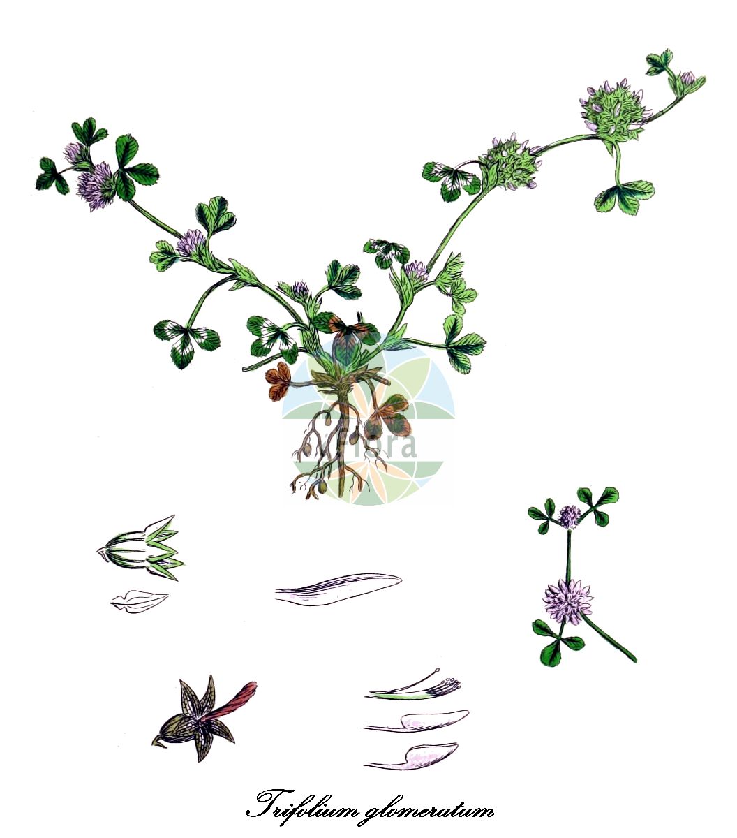 Historische Abbildung von Trifolium glomeratum (Knäuel-Klee - Clustered Clover). Das Bild zeigt Blatt, Bluete, Frucht und Same. ---- Historical Drawing of Trifolium glomeratum (Knäuel-Klee - Clustered Clover). The image is showing leaf, flower, fruit and seed.(Trifolium glomeratum,Knäuel-Klee,Clustered Clover,Amoria glomerata,Micrantheum glomeratum,Trifolium axillare,Trifolium duodecimnerve,Knaeuelfoermiger Klee,Trifolium,Klee,Clover,Fabaceae,Schmetterlingsblütengewächse,Pea family,Blatt,Bluete,Frucht,Same,leaf,flower,fruit,seed,Sowerby (1790-1813))