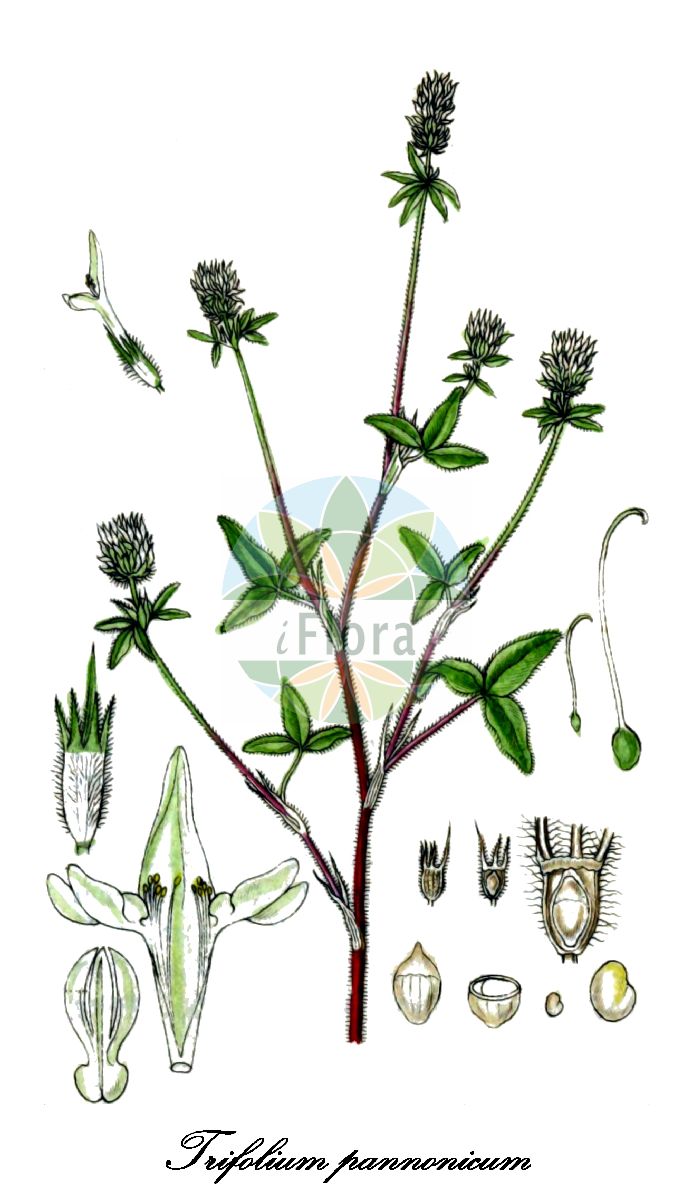 Historische Abbildung von Trifolium pannonicum (Ungarischer Klee). Das Bild zeigt Blatt, Bluete, Frucht und Same. ---- Historical Drawing of Trifolium pannonicum (Ungarischer Klee). The image is showing leaf, flower, fruit and seed.(Trifolium pannonicum,Ungarischer Klee,Pannonischer Klee,Trifolium,Klee,Clover,Fabaceae,Schmetterlingsblütengewächse,Pea family,Blatt,Bluete,Frucht,Same,leaf,flower,fruit,seed,Sturm (1796ff))