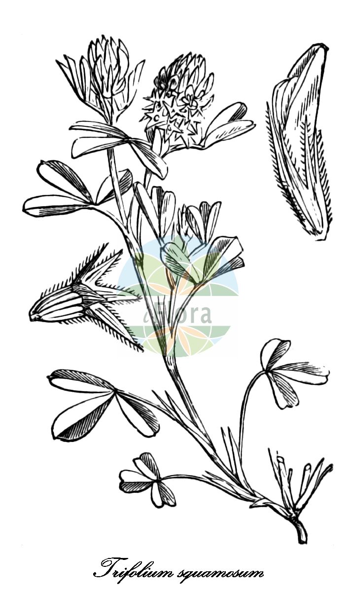 Historische Abbildung von Trifolium squamosum (Schuppen-Klee - Sea Clover). Das Bild zeigt Blatt, Bluete, Frucht und Same. ---- Historical Drawing of Trifolium squamosum (Schuppen-Klee - Sea Clover). The image is showing leaf, flower, fruit and seed.(Trifolium squamosum,Schuppen-Klee,Sea Clover,Trifolium commutatum,Trifolium maritimum,Trifolium xatardii,Trifolium,Klee,Clover,Fabaceae,Schmetterlingsblütengewächse,Pea family,Blatt,Bluete,Frucht,Same,leaf,flower,fruit,seed,Fitch et al. (1880))