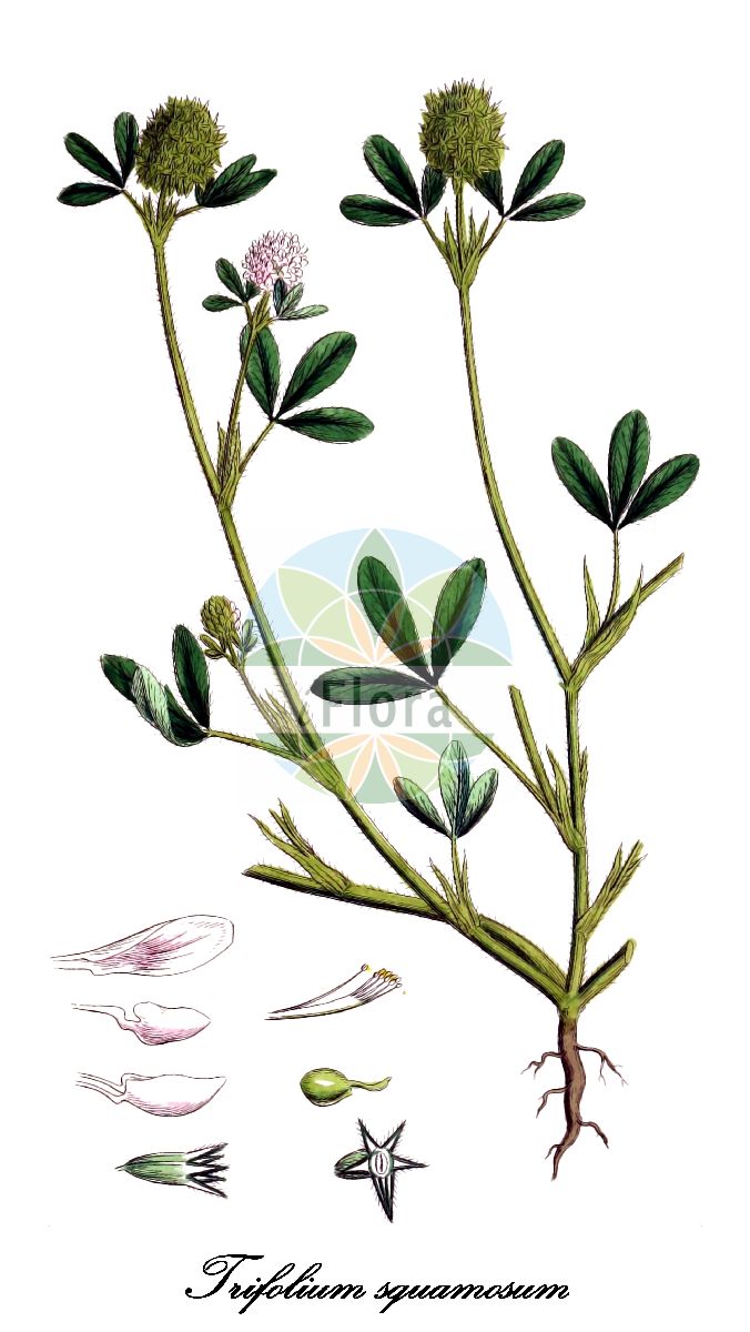 Historische Abbildung von Trifolium squamosum (Schuppen-Klee - Sea Clover). Das Bild zeigt Blatt, Bluete, Frucht und Same. ---- Historical Drawing of Trifolium squamosum (Schuppen-Klee - Sea Clover). The image is showing leaf, flower, fruit and seed.(Trifolium squamosum,Schuppen-Klee,Sea Clover,Trifolium commutatum,Trifolium maritimum,Trifolium xatardii,Trifolium,Klee,Clover,Fabaceae,Schmetterlingsblütengewächse,Pea family,Blatt,Bluete,Frucht,Same,leaf,flower,fruit,seed,Sowerby (1790-1813))