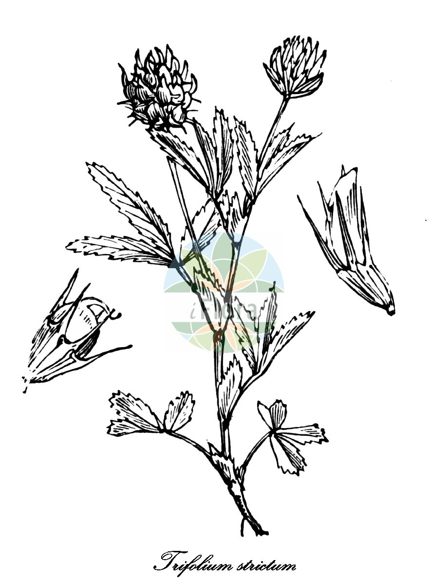 Historische Abbildung von Trifolium strictum (Steifer Klee - Upright Clover). Das Bild zeigt Blatt, Bluete, Frucht und Same. ---- Historical Drawing of Trifolium strictum (Steifer Klee - Upright Clover). The image is showing leaf, flower, fruit and seed.(Trifolium strictum,Steifer Klee,Upright Clover,Trifolium laevigatum,Trifolium,Klee,Clover,Fabaceae,Schmetterlingsblütengewächse,Pea family,Blatt,Bluete,Frucht,Same,leaf,flower,fruit,seed,Fitch et al. (1880))