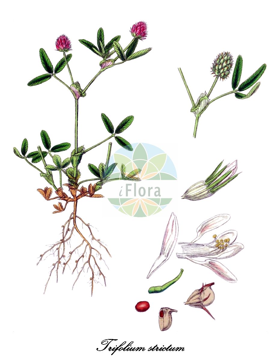 Historische Abbildung von Trifolium strictum (Steifer Klee - Upright Clover). Das Bild zeigt Blatt, Bluete, Frucht und Same. ---- Historical Drawing of Trifolium strictum (Steifer Klee - Upright Clover). The image is showing leaf, flower, fruit and seed.(Trifolium strictum,Steifer Klee,Upright Clover,Trifolium laevigatum,Trifolium,Klee,Clover,Fabaceae,Schmetterlingsblütengewächse,Pea family,Blatt,Bluete,Frucht,Same,leaf,flower,fruit,seed,Sowerby (1790-1813))