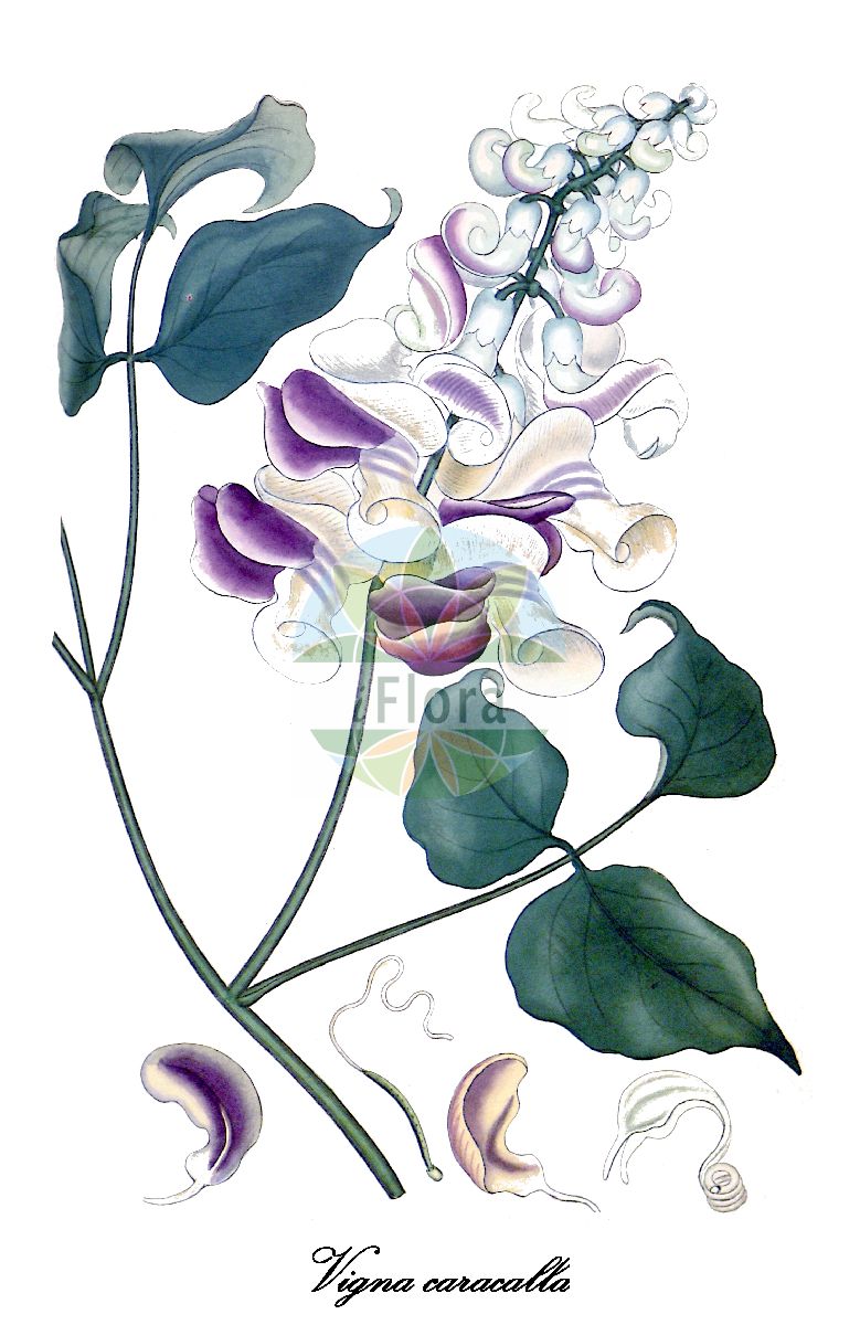 Historische Abbildung von Vigna caracalla (Langbohne). Das Bild zeigt Blatt, Bluete, Frucht und Same. ---- Historical Drawing of Vigna caracalla (Langbohne). The image is showing leaf, flower, fruit and seed.(Vigna caracalla,Langbohne,Schneckenbohne,Vigna,Mungbohne,Fabaceae,Schmetterlingsblütengewächse,Pea family,Blatt,Bluete,Frucht,Same,leaf,flower,fruit,seed,The botanist’s repository (1803-1804))