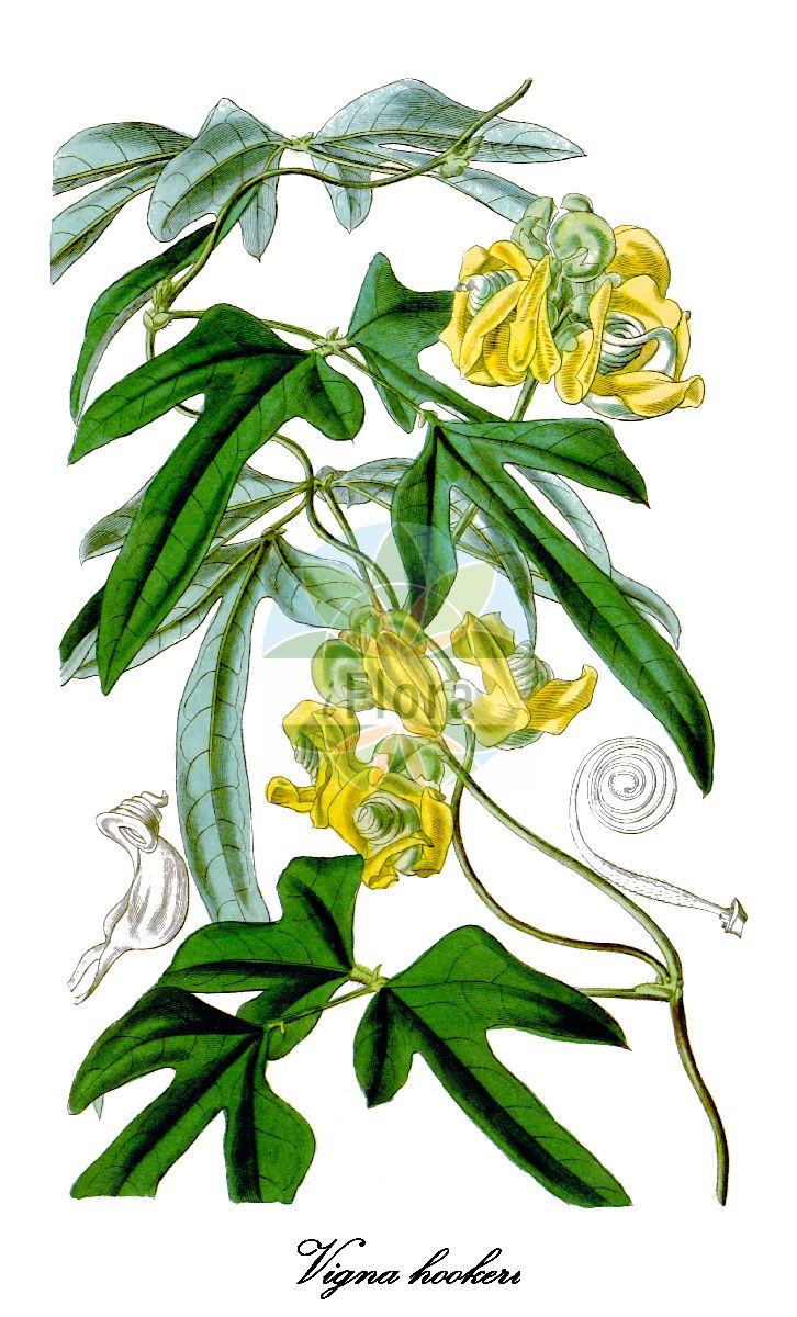 Historische Abbildung von Vigna hookeri. Das Bild zeigt Blatt, Bluete, Frucht und Same. ---- Historical Drawing of Vigna hookeri. The image is showing leaf, flower, fruit and seed.(Vigna hookeri,Vigna,Mungbohne,Fabaceae,Schmetterlingsblütengewächse,Pea family,Blatt,Bluete,Frucht,Same,leaf,flower,fruit,seed,Curtis Botanical Magazine (1844))