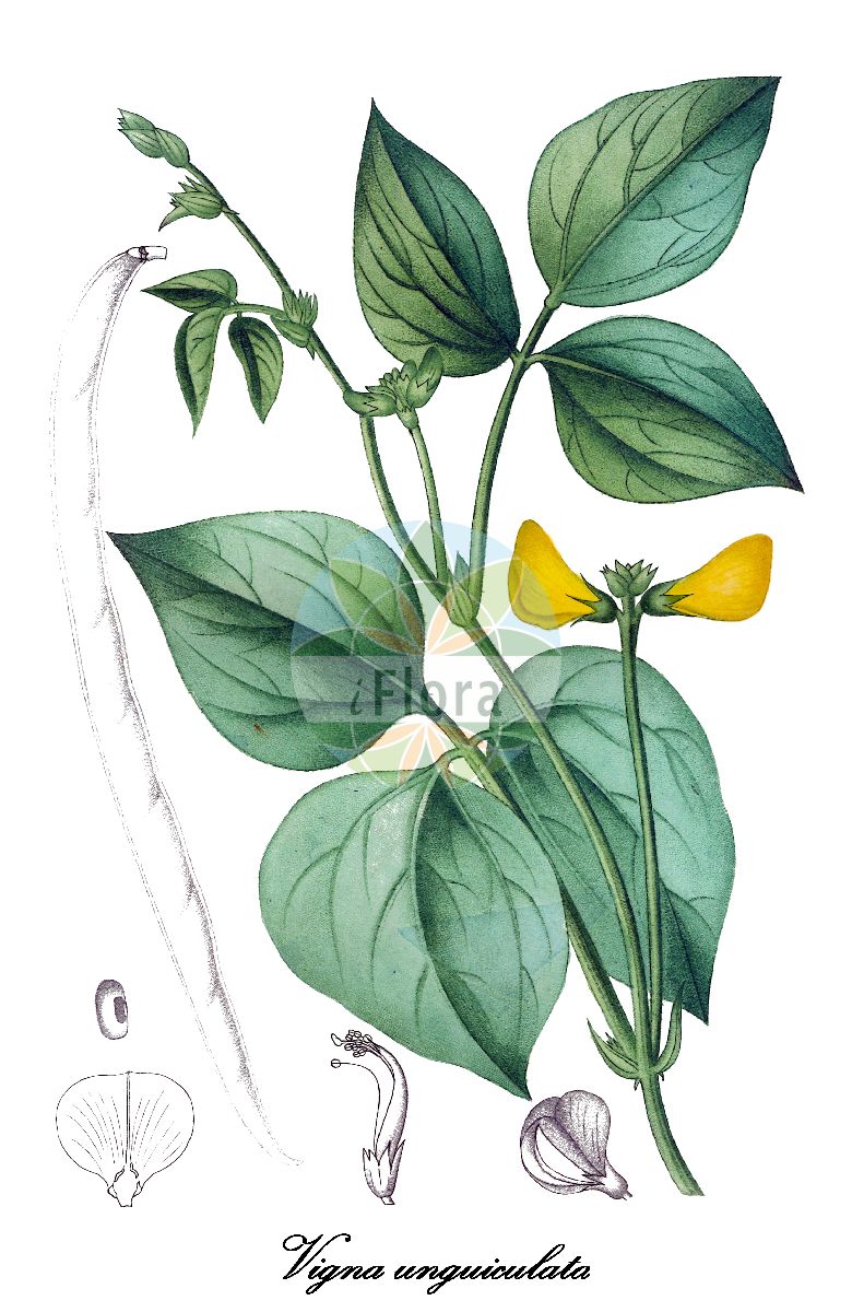 Historische Abbildung von Vigna unguiculata. Das Bild zeigt Blatt, Bluete, Frucht und Same. ---- Historical Drawing of Vigna unguiculata. The image is showing leaf, flower, fruit and seed.(Vigna unguiculata,Vigna,Mungbohne,Fabaceae,Schmetterlingsblütengewächse,Pea family,Blatt,Bluete,Frucht,Same,leaf,flower,fruit,seed,de Saint-Hilaire (1828-1833))