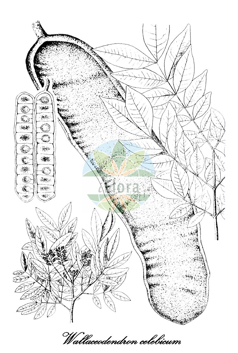 Historische Abbildung von Wallaceodendron celebicum. Das Bild zeigt Blatt, Bluete, Frucht und Same. ---- Historical Drawing of Wallaceodendron celebicum. The image is showing leaf, flower, fruit and seed.(Wallaceodendron celebicum,Wallaceodendron,Fabaceae,Schmetterlingsblütengewächse,Pea family,Blatt,Bluete,Frucht,Same,leaf,flower,fruit,seed,Koorders & Valeton (1913-1918))
