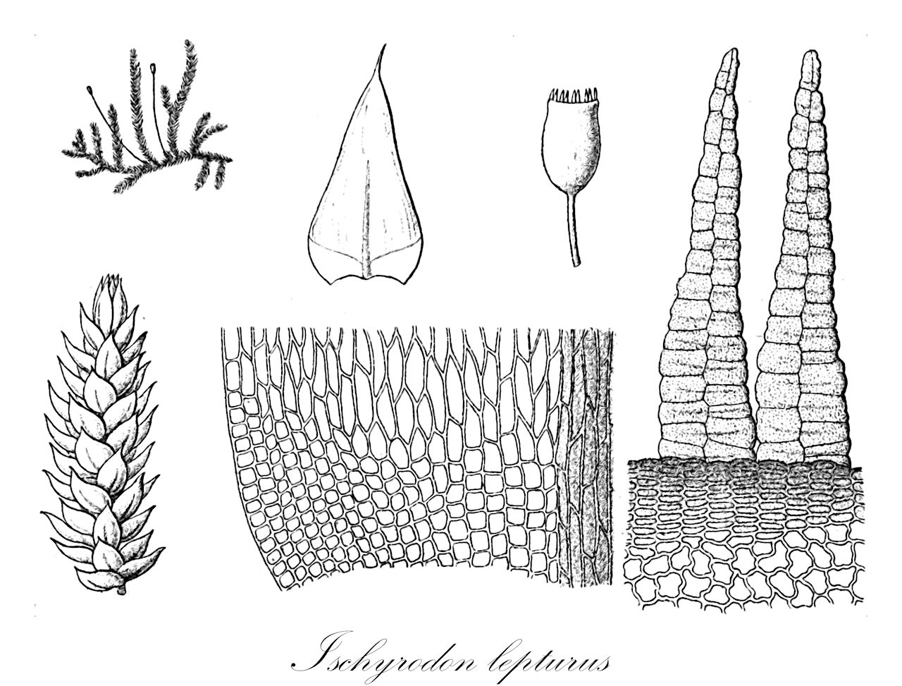 Ischyrodon lepturus - Fabroniaceae,Plantae,Bryobiotina,Bryophyta,Bryopsida,Bryidae,Hypnanae,Hypnales,Fabroniaceae,Ischyrodon,Ischyrodon lepturus,Brachythecium afroalbicans, Brachythecium lepturum, Fabronia leptura, Fabronia leptura, Fabronia seriola, Hypnum lepturum, Ischyrodon seriolus, Juratzkaea leptura, Juratzkaea leptura subsp. leptura, Stereophyllum lepturum