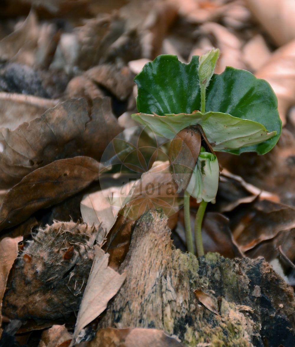 Fagus sylvatica - Fagaceae,Plantae,Pteridobiotina,Angiosperms,Fagales,Fagaceae,Fagus,Fagus sylvatica,Castanea fagus, Fagus aenea, Fagus asplenifolia, Fagus cochleata, Fagus comptoniifolia, Fagus crispa, Fagus cristata, Fagus cucullata, Fagus cuprea, Fagus echinata, Fagus incisa, Fagus laciniata, Fagus pendula, Fagus purpurea, Fagus purpurea var. roseomarginata, Fagus quercirdes, Fagus salicifolia, Fagus sylvatica f. aureovariegata, Fagus sylvatica f. bornyensis, Fagus sylvatica f. cochleata, Fagus sylvatica f. cristata, Fagus sylvatica f. fastigiata, Fagus sylvatica f. grandidentata, Fagus sylvatica f. heterophylla, Fagus sylvatica f. laciniata, Fagus sylvatica f. pendula, Fagus sylvatica f. purpurea, Fagus sylvatica f. pyramidalis, Fagus sylvatica f. quercifolia, Fagus sylvatica f. quercoides, Fagus sylvatica f. roseomarginata, Fagus sylvatica f. tortuosa, Fagus sylvatica f. variegata, Fagus sylvatica f. zlatia, Fagus sylvatica var. albovariegata, Fagus sylvatica var. atropunicea, Fagus sylvatica var. colorata, Fagus sylvatica var. coriacea, Fagus sylvatica var. cristata, Fagus sylvatica var. heterophylla, Fagus sylvatica var. luteovariegata, Fagus sylvatica var. pendula, Fagus sylvatica var. pendula, Fagus sylvatica var. purpurea, Fagus sylvatica var. quercifolia, Fagus sylvatica var. tortuosa, Fagus sylvatica var. vulgaris, Fagus sylvatica var. zlatia, Fagus sylvestris, Fagus tortuosa, Fagus variegata,Gewöhnliche Buche;Rotbuche;Rot-Buche;beech;european beech;Hêtre;hêtre commun;fayard;fau;favinier;fouillard;fouteau;foyard;hêtre des bois;hêtre sylvestre;cascojo;faig;fue;chaparra;fago;fau;faya;haya;Faggio comune;faggio;gewoone beuk;gewone beuk;beuk;faia-europeia;faia;бук лесной;бук европейский;avrupa kayını;ah;faig;bukva;obična bukva;vanlig bok;bok;bøg;buk pospolity;buk zwyczajny;bukev;bükk;közönséges bükk;buk lesní;fag;buk lesný;бук лісовий;oбикновен бук;bøk;pyökki;буква;οξιά;pagoa