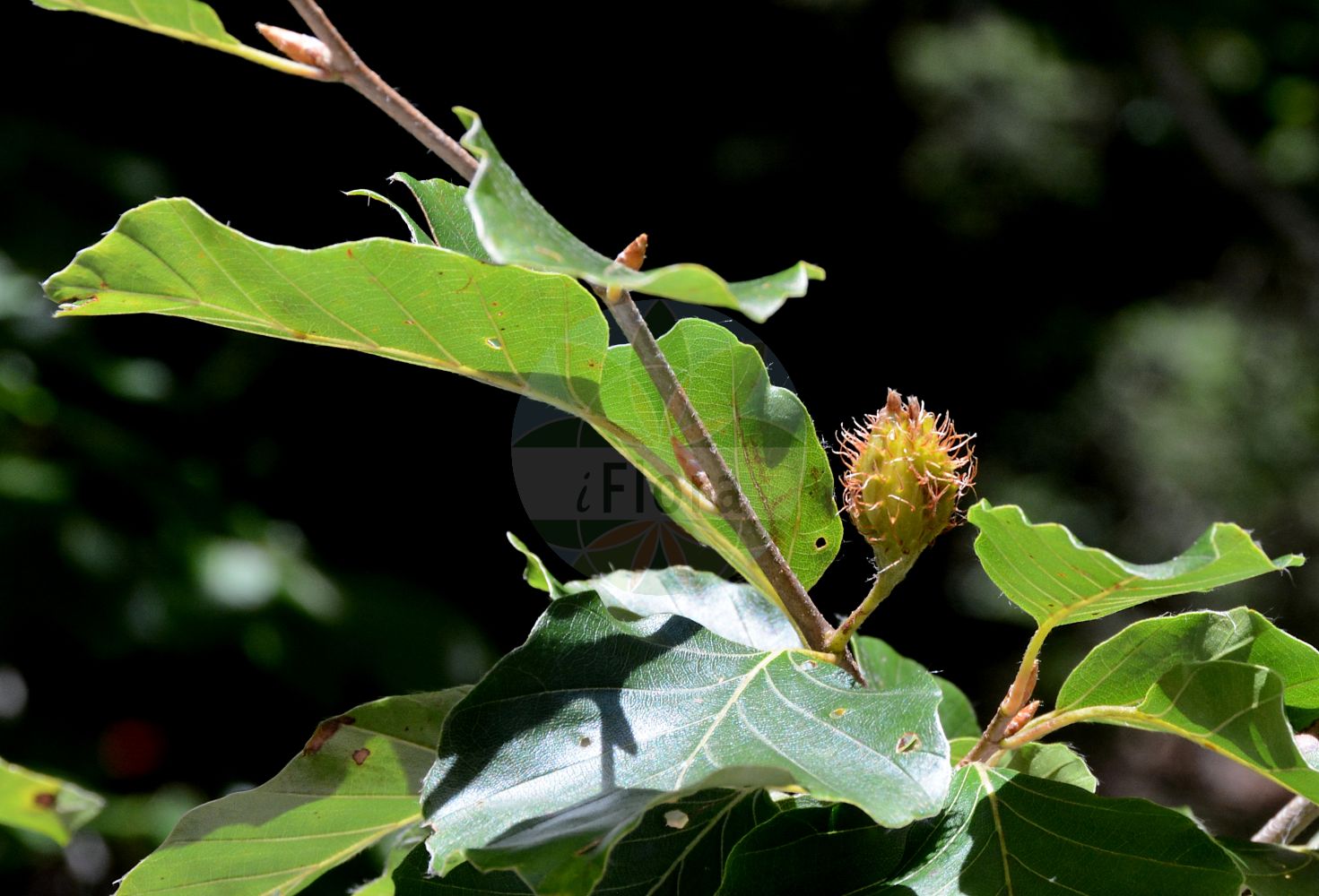 Fagus sylvatica - Fagaceae,Plantae,Pteridobiotina,Angiosperms,Fagales,Fagaceae,Fagus,Fagus sylvatica,Castanea fagus, Fagus aenea, Fagus asplenifolia, Fagus cochleata, Fagus comptoniifolia, Fagus crispa, Fagus cristata, Fagus cucullata, Fagus cuprea, Fagus echinata, Fagus incisa, Fagus laciniata, Fagus pendula, Fagus purpurea, Fagus purpurea var. roseomarginata, Fagus quercirdes, Fagus salicifolia, Fagus sylvatica f. aureovariegata, Fagus sylvatica f. bornyensis, Fagus sylvatica f. cochleata, Fagus sylvatica f. cristata, Fagus sylvatica f. fastigiata, Fagus sylvatica f. grandidentata, Fagus sylvatica f. heterophylla, Fagus sylvatica f. laciniata, Fagus sylvatica f. pendula, Fagus sylvatica f. purpurea, Fagus sylvatica f. pyramidalis, Fagus sylvatica f. quercifolia, Fagus sylvatica f. quercoides, Fagus sylvatica f. roseomarginata, Fagus sylvatica f. tortuosa, Fagus sylvatica f. variegata, Fagus sylvatica f. zlatia, Fagus sylvatica var. albovariegata, Fagus sylvatica var. atropunicea, Fagus sylvatica var. colorata, Fagus sylvatica var. coriacea, Fagus sylvatica var. cristata, Fagus sylvatica var. heterophylla, Fagus sylvatica var. luteovariegata, Fagus sylvatica var. pendula, Fagus sylvatica var. pendula, Fagus sylvatica var. purpurea, Fagus sylvatica var. quercifolia, Fagus sylvatica var. tortuosa, Fagus sylvatica var. vulgaris, Fagus sylvatica var. zlatia, Fagus sylvestris, Fagus tortuosa, Fagus variegata,Gewöhnliche Buche;Rotbuche;Rot-Buche;beech;european beech;Hêtre;hêtre commun;fayard;fau;favinier;fouillard;fouteau;foyard;hêtre des bois;hêtre sylvestre;cascojo;faig;fue;chaparra;fago;fau;faya;haya;Faggio comune;faggio;gewoone beuk;gewone beuk;beuk;faia-europeia;faia;бук лесной;бук европейский;avrupa kayını;ah;faig;bukva;obična bukva;vanlig bok;bok;bøg;buk pospolity;buk zwyczajny;bukev;bükk;közönséges bükk;buk lesní;fag;buk lesný;бук лісовий;oбикновен бук;bøk;pyökki;буква;οξιά;pagoa