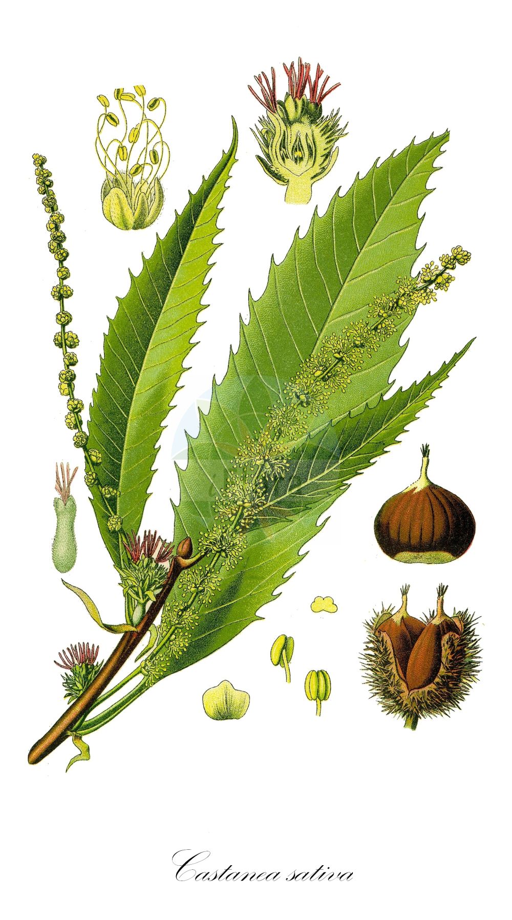 Castanea sativa - Fagaceae,Plantae,Pteridobiotina,Angiosperms,Fagales,Fagaceae,Castanea,Castanea sativa,Castanea castanea, Castanea prolifera, Castanea sativa f. discolor, Castanea sativa var. hamulata, Castanea sativa var. microcarpa, Castanea sativa var. prolifera, Castanea sativa var. spicata, Castanea vesca, Castanea vulgaris, Fagus castanea, Fagus castanea var. variegata, Fagus procera