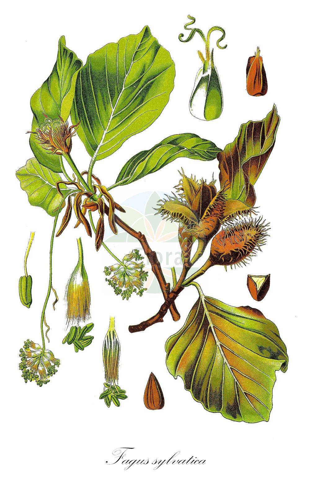 Fagus sylvatica - Fagaceae,Plantae,Pteridobiotina,Angiosperms,Fagales,Fagaceae,Fagus,Fagus sylvatica,Castanea fagus, Fagus aenea, Fagus asplenifolia, Fagus cochleata, Fagus comptoniifolia, Fagus crispa, Fagus cristata, Fagus cucullata, Fagus cuprea, Fagus echinata, Fagus incisa, Fagus laciniata, Fagus pendula, Fagus purpurea, Fagus purpurea var. roseomarginata, Fagus quercirdes, Fagus salicifolia, Fagus sylvatica f. aureovariegata, Fagus sylvatica f. bornyensis, Fagus sylvatica f. cochleata, Fagus sylvatica f. cristata, Fagus sylvatica f. fastigiata, Fagus sylvatica f. grandidentata, Fagus sylvatica f. heterophylla, Fagus sylvatica f. laciniata, Fagus sylvatica f. pendula, Fagus sylvatica f. purpurea, Fagus sylvatica f. pyramidalis, Fagus sylvatica f. quercifolia, Fagus sylvatica f. quercoides, Fagus sylvatica f. roseomarginata, Fagus sylvatica f. tortuosa, Fagus sylvatica f. variegata, Fagus sylvatica f. zlatia, Fagus sylvatica var. albovariegata, Fagus sylvatica var. atropunicea, Fagus sylvatica var. colorata, Fagus sylvatica var. coriacea, Fagus sylvatica var. cristata, Fagus sylvatica var. heterophylla, Fagus sylvatica var. luteovariegata, Fagus sylvatica var. pendula, Fagus sylvatica var. pendula, Fagus sylvatica var. purpurea, Fagus sylvatica var. quercifolia, Fagus sylvatica var. tortuosa, Fagus sylvatica var. vulgaris, Fagus sylvatica var. zlatia, Fagus sylvestris, Fagus tortuosa, Fagus variegata,Gewöhnliche Buche;Rotbuche;Rot-Buche;beech;european beech;Hêtre;hêtre commun;fayard;fau;favinier;fouillard;fouteau;foyard;hêtre des bois;hêtre sylvestre;cascojo;faig;fue;chaparra;fago;fau;faya;haya;Faggio comune;faggio;gewoone beuk;gewone beuk;beuk;faia-europeia;faia;бук лесной;бук европейский;avrupa kayını;ah;faig;bukva;obična bukva;vanlig bok;bok;bøg;buk pospolity;buk zwyczajny;bukev;bükk;közönséges bükk;buk lesní;fag;buk lesný;бук лісовий;oбикновен бук;bøk;pyökki;буква;οξιά;pagoa