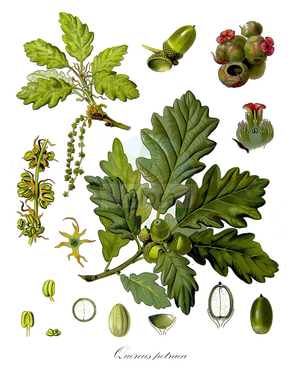 Quercus petraea - Fagaceae,Plantae,Pteridobiotina,Angiosperms,Fagales,Fagaceae,Quercus,Quercus subgen. Quercus,Quercus sect. Quercus,Quercus petraea,Quercus adriatica, Quercus anglica, Quercus approximata, Quercus arnasensis, Quercus arrecta, Quercus attenuata, Quercus ballica, Quercus borealis, Quercus brachylobus, Quercus brevipedunculata, Quercus brumalis, Quercus calcicola, Quercus collivaga, Quercus columbaria, Quercus conformis, Quercus coriascens, Quercus decipiens, Quercus druidica, Quercus dumetorum, Quercus eboracensis, Quercus eminens, Quercus gallica, Quercus glaucina, Quercus gothica, Quercus granitica, Quercus hypoleuca, Quercus imponens, Quercus jactata, Quercus juncta, Quercus juvenilis, Quercus lanciloba, Quercus latifida, Quercus lephrella, Quercus limitanea, Quercus longiaristata, Quercus marmarophila, Quercus mas, Quercus mediocris, Quercus mespilifolia, Quercus moderata, Quercus oblita, Quercus ovalis, Quercus pedunculata f. angustifolia, Quercus pedunculata f. brevipedunculata, Quercus pedunculata f. longipedunculata, Quercus pedunculata f. subocculata, Quercus petraea f. angulata, Quercus petraea f. emarginata, Quercus petraea f. globosa, Quercus petraea f. lobulosa, Quercus petraea f. pinnata, Quercus petraea f. platyphylla, Quercus petraea subsp. mas, Quercus petraea var. laciniata, Quercus petraea var. macrocarpa, Quercus petraea var. platyphylla, Quercus proximellla, Quercus remotiuscula, Quercus robur subsp. sessiliflora, Quercus robur var. communis, Quercus robur var. laciniata, Quercus robur var. mespilifolia, Quercus robur var. petraea, Quercus robur var. platyphylla, Quercus robur var. sessiliflora, Quercus robur var. sessilis, Quercus sarcolepis, Quercus sessiliflora f. angulata, Quercus sessiliflora f. bolleana, Quercus sessiliflora f. castanoides, Quercus sessiliflora f. crassifolia, Quercus sessiliflora f. lobulata, Quercus sessiliflora f. pinnata, Quercus sessiliflora f. undulata, Quercus sessiliflora var. angustata, Quercus sessiliflora var. coriacea, Quercus sessiliflora var. decipiens, Quercus sessiliflora var. fruticosa, Quercus sessiliflora var. glabra, Quercus sessiliflora var. globosa, Quercus sessiliflora var. longicarpa, Quercus sessiliflora var. longifolia, Quercus sessiliflora var. platyphylla, Quercus sessiliflora var. sphaerocarpa, Quercus sessiliflora var. sublobata, Quercus sessiliflora var. subtubulosa, Quercus sessilis, Quercus sessilis f. pinnatifida, Quercus sessilis f. sublobata, Quercus sessilis var. acutiloba, Quercus sessilis var. angulata, Quercus sessilis var. columbaria, Quercus sessilis var. coronensis, Quercus sessilis var. decipiens, Quercus sessilis var. erythroneura, Quercus sessilis var. fruticosa, Quercus sessilis var. glabrata, Quercus sessilis var. globosa, Quercus sessilis var. laciniata, Quercus sessilis var. longicarpa, Quercus sessilis var. longifolia, Quercus sessilis var. longipedunculata, Quercus sessilis var. louettei, Quercus sessilis var. macrocarpa, Quercus sessilis var. mespilifolia, Quercus sessilis var. microbalana, Quercus sessilis var. microbalanos, Quercus sessilis var. pendula, Quercus sessilis var. petiolata, Quercus sessilis var. platyphylla, Quercus sessilis var. puigi, Quercus sessilis var. spathulifolia, Quercus sessilis var. sphaerocarpa, Quercus sessilis var. sphaerocarpa, Quercus sessilis var. stenophylla, Quercus sessilis var. sublobata, Quercus sessilis var. subtubulosa, Quercus sessilis var. undulata, Quercus slavorum, Quercus strangulata, Quercus sublobata var. sublobata, Quercus suecica, Quercus talenceana, Quercus wahusiensis, Quercus zagrabiensis,Trauben-Eiche;Winter-Eiche;sessile oak;durmast oak;Chêne sessile;chêne rouvre;chêne à trochets;chêne blanc;chêne mâle;chêne noir;drillard;drille;durelin;roble albar;roble de fruto sentado;carvayo;roble;roble albero;Quercia rovere;rovere;quercia comune;ischia;wintereik;дуб скальный;sapsız meşe;dushk;roure de fulla gran;bijel;bjelik;gradun;hrast kitnjak;kitnjak;bergek;vintereg;dąb bezszypułkowy;tsukubanegashi;ツクバネガシ;graden;kocsánytalan tölgy;drnák;dub zimní;gorun;dub zimný;дуб скельний;cкален дъб;горун;kivitamm;läänetamm;klinšu ozols;vintereik;talvitammi;храст китњак;bekotis ąžuolas;δρυς άμισχος;haritz kandugabea